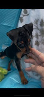 Ninja  – Miniature Pinscher puppy for sale in Newnan, GA