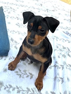 Ziggy – Miniature Pinscher puppy for sale in Newnan, GA