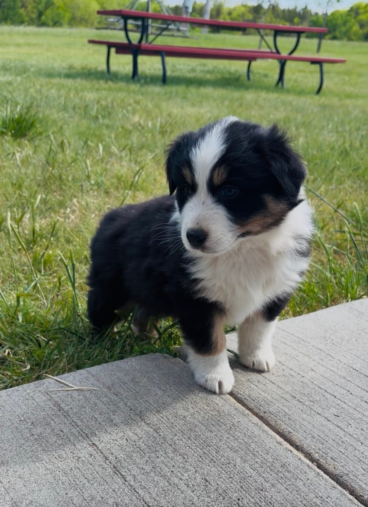 Blaze – Australian Shepherd puppy for sale in Morrowville, KS