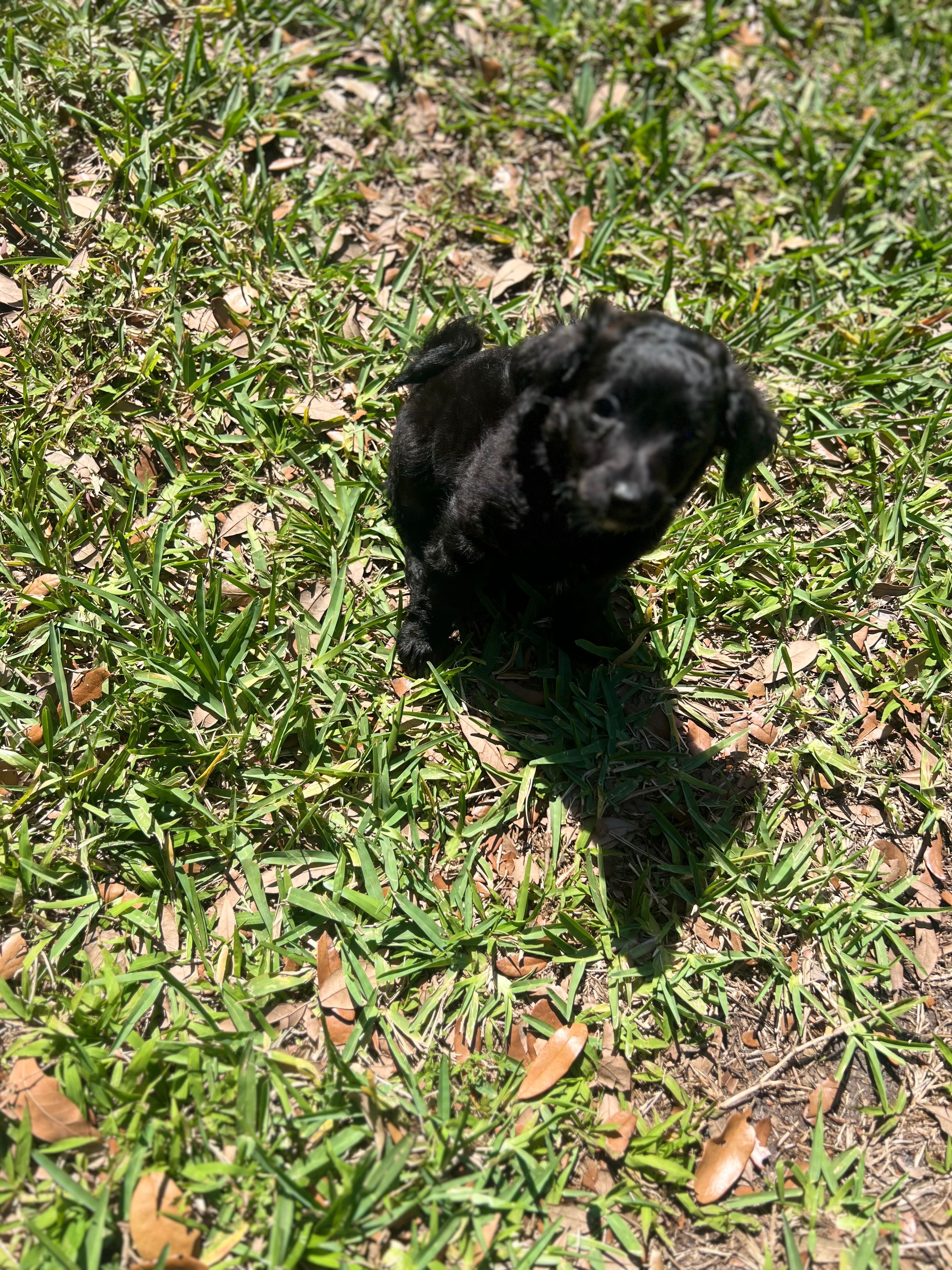 Isabella – Cockapoo puppy for sale in Tampa, FL
