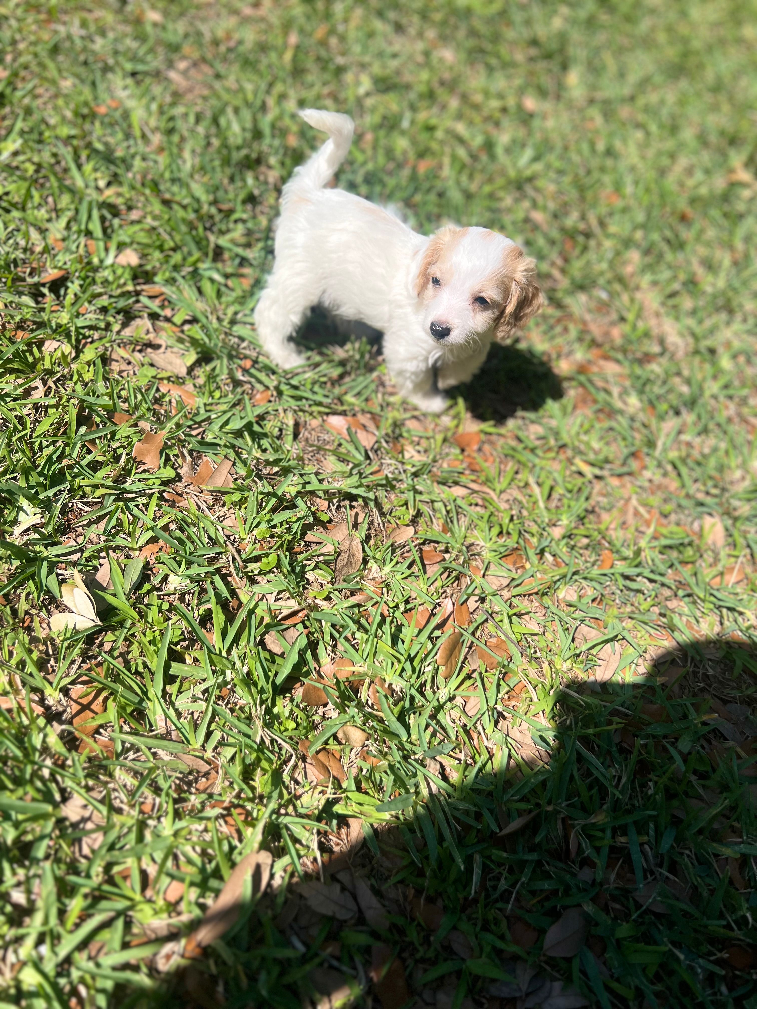 Handsome  – Cockapoo puppy for sale in Tampa, FL