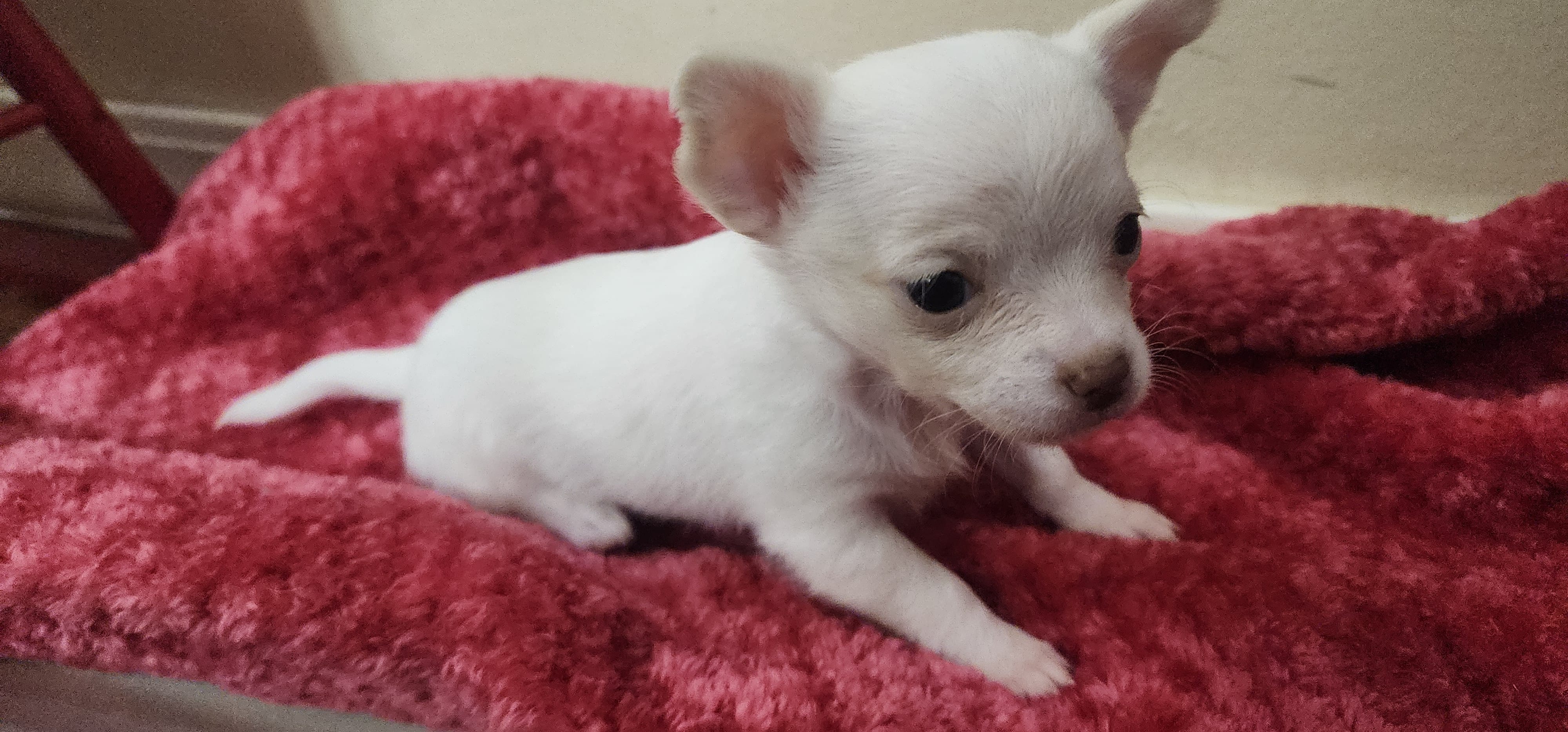 Penny CKC – Chihuahua puppy for sale in Little Rock, AR