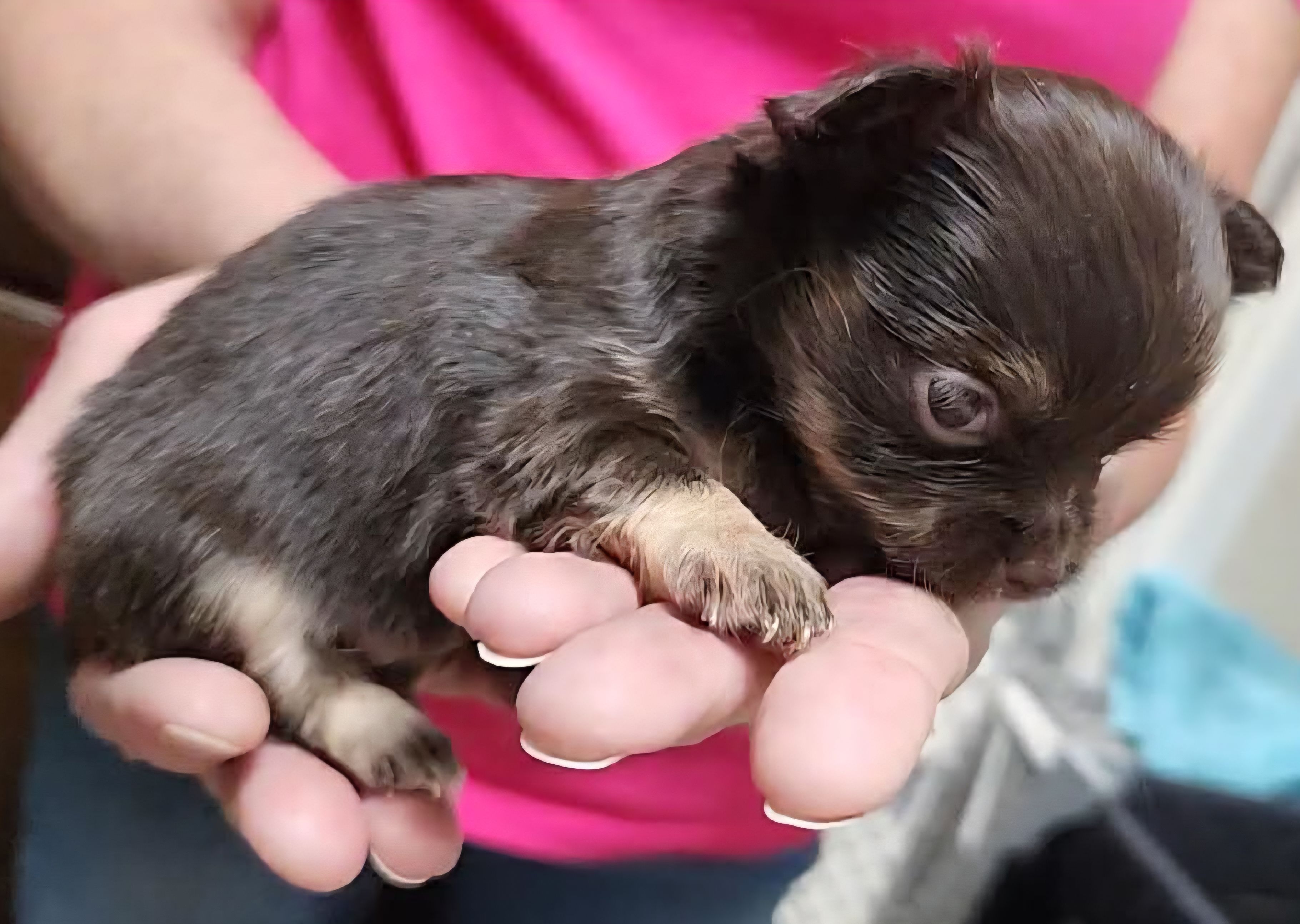 TINY Willow CKC – Chihuahua puppy for sale in Little Rock, AR