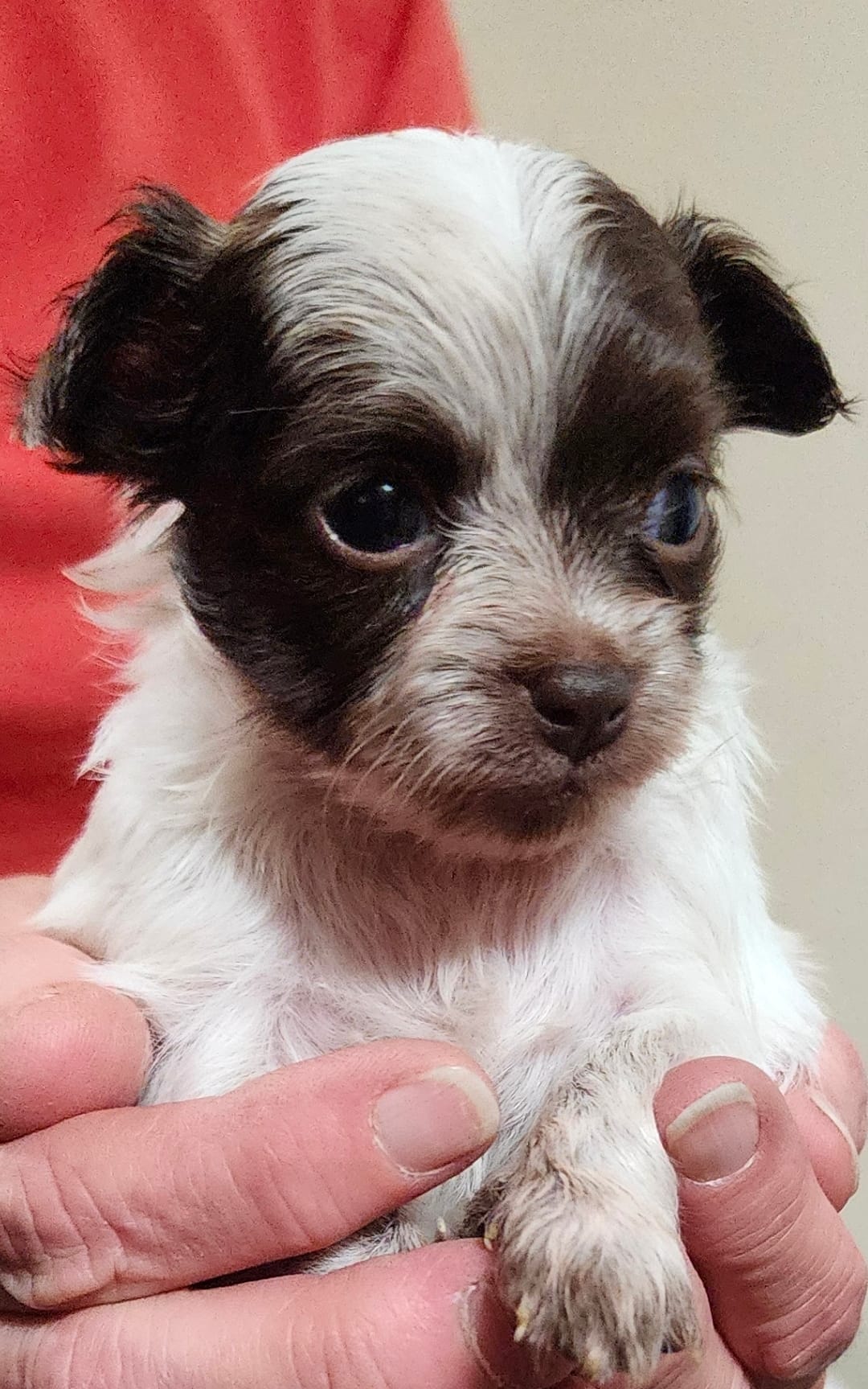 Oakley CKC – Chihuahua puppy for sale in Little Rock, AR
