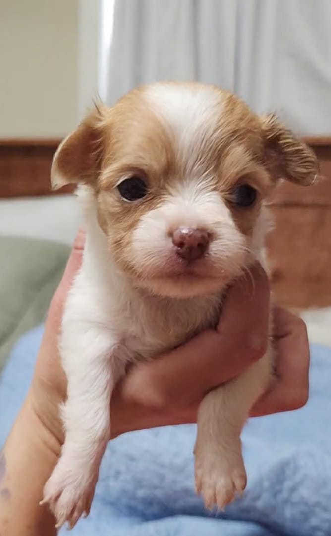 Sage CKC – Chihuahua puppy for sale in Little Rock, AR