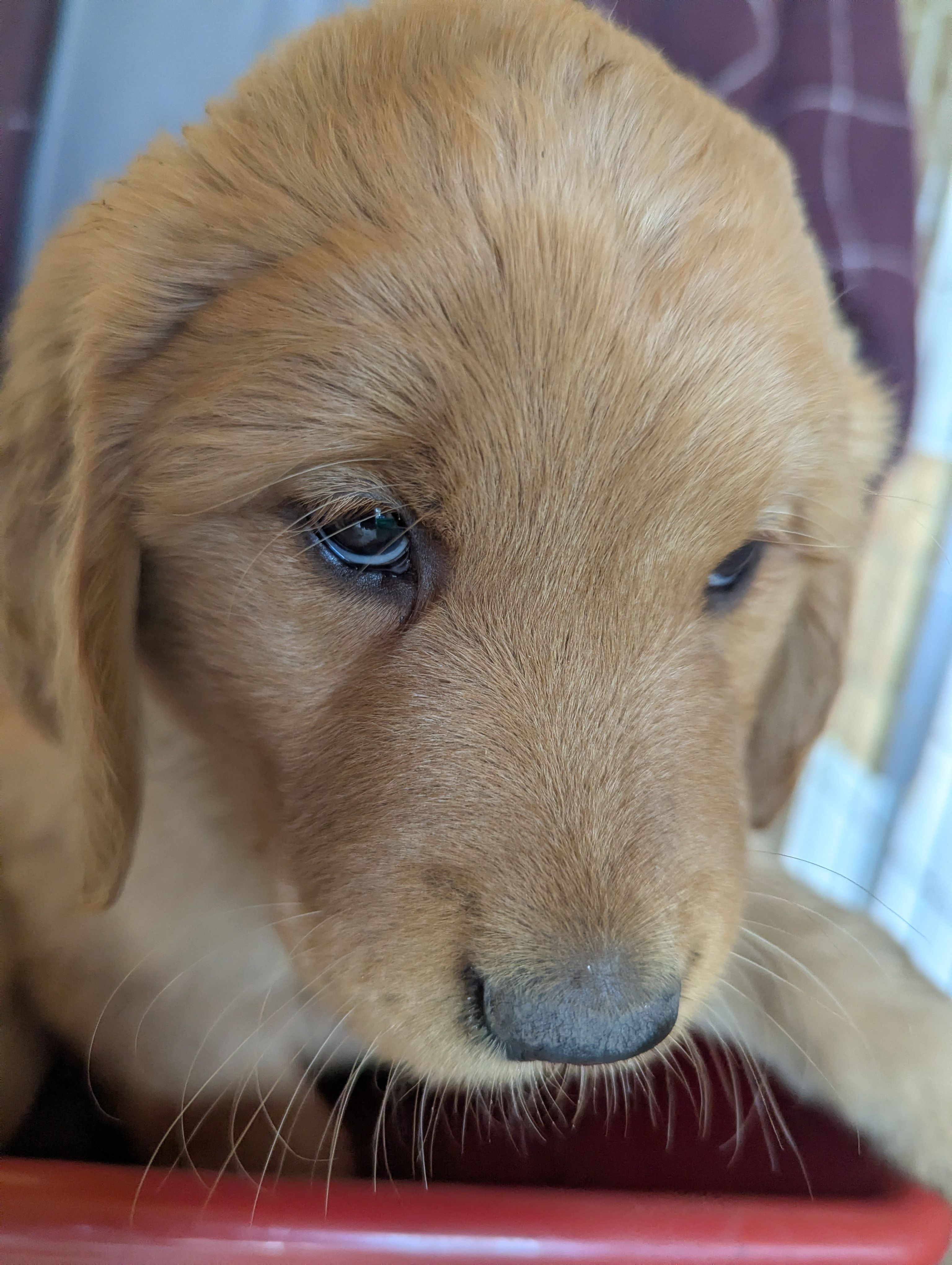 Cooper – Golden Retriever puppy for sale in Walnut Grove, MN