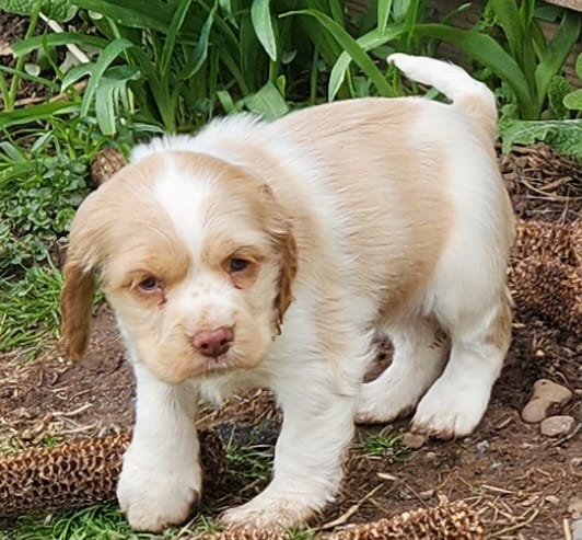 Patches – Cocker Spaniel, Labrador Retriever puppy for sale in Weedsport, NY