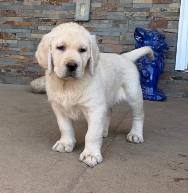 True DNA English cream female health tested call for local sale price – Labrador Retriever puppy for sale in Madison, WI
