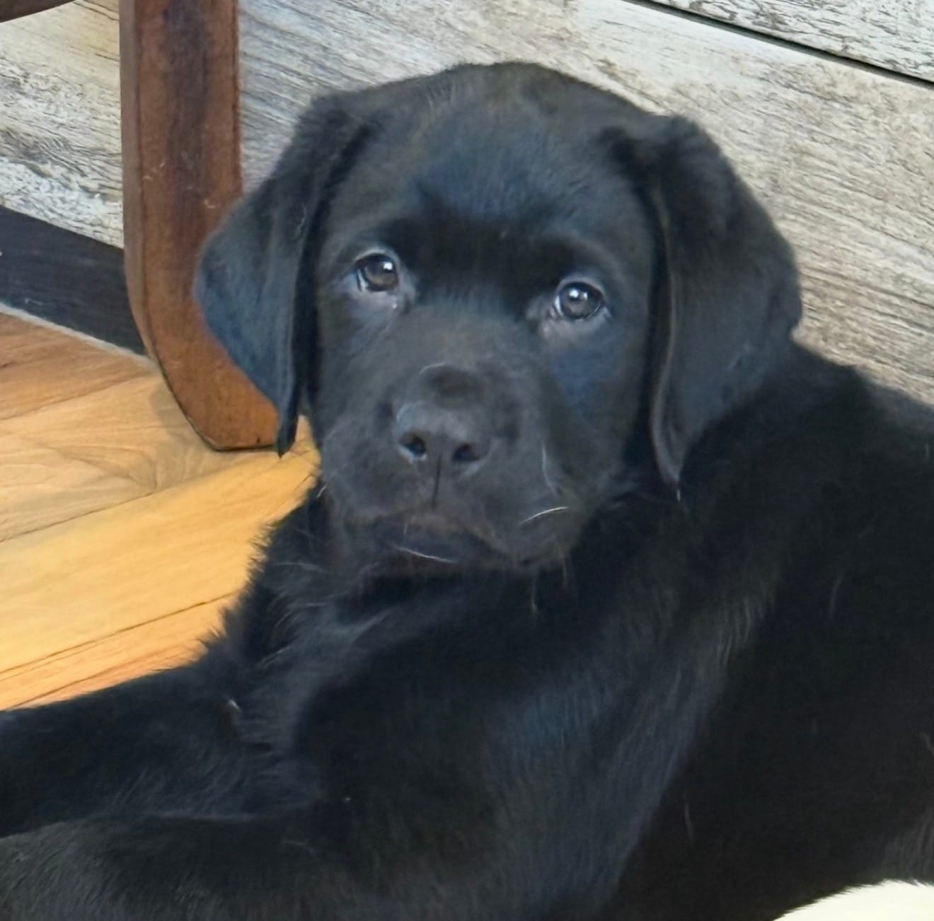 Call for sale price AKC DNA health tested English black girl  – Labrador Retriever puppy for sale in Madison, WI