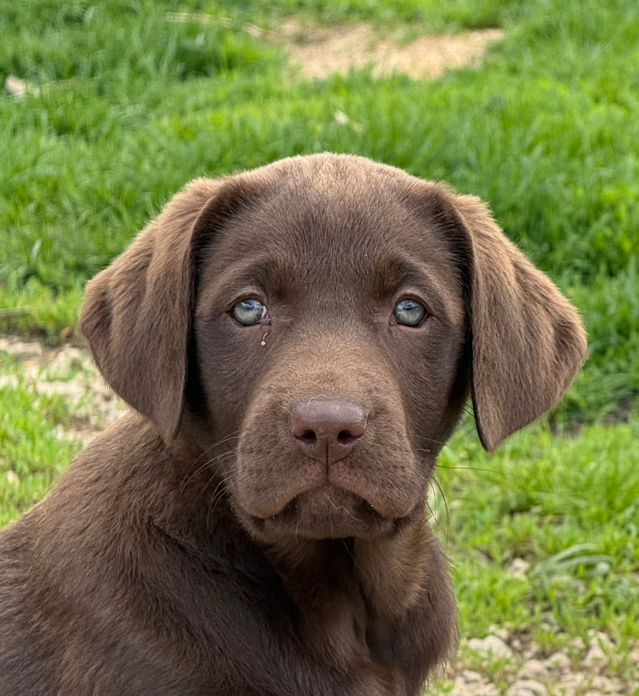 AKC DNA English true health tested Chocolate girl call for sale price – Labrador Retriever puppy for sale in Madison, WI