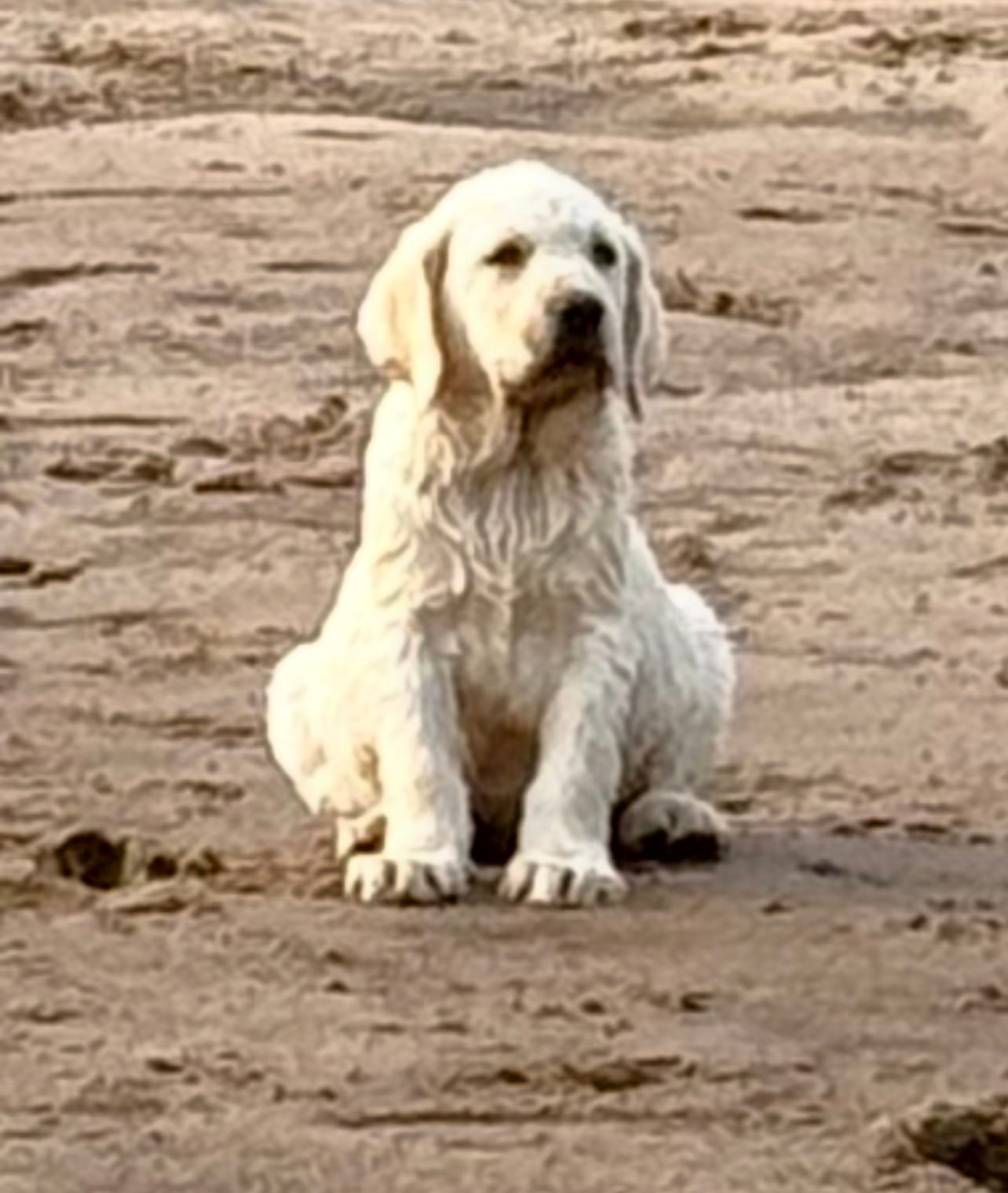 AKC DNA English crate trained cream female call for sale price – Labrador Retriever puppy for sale in Madison, WI