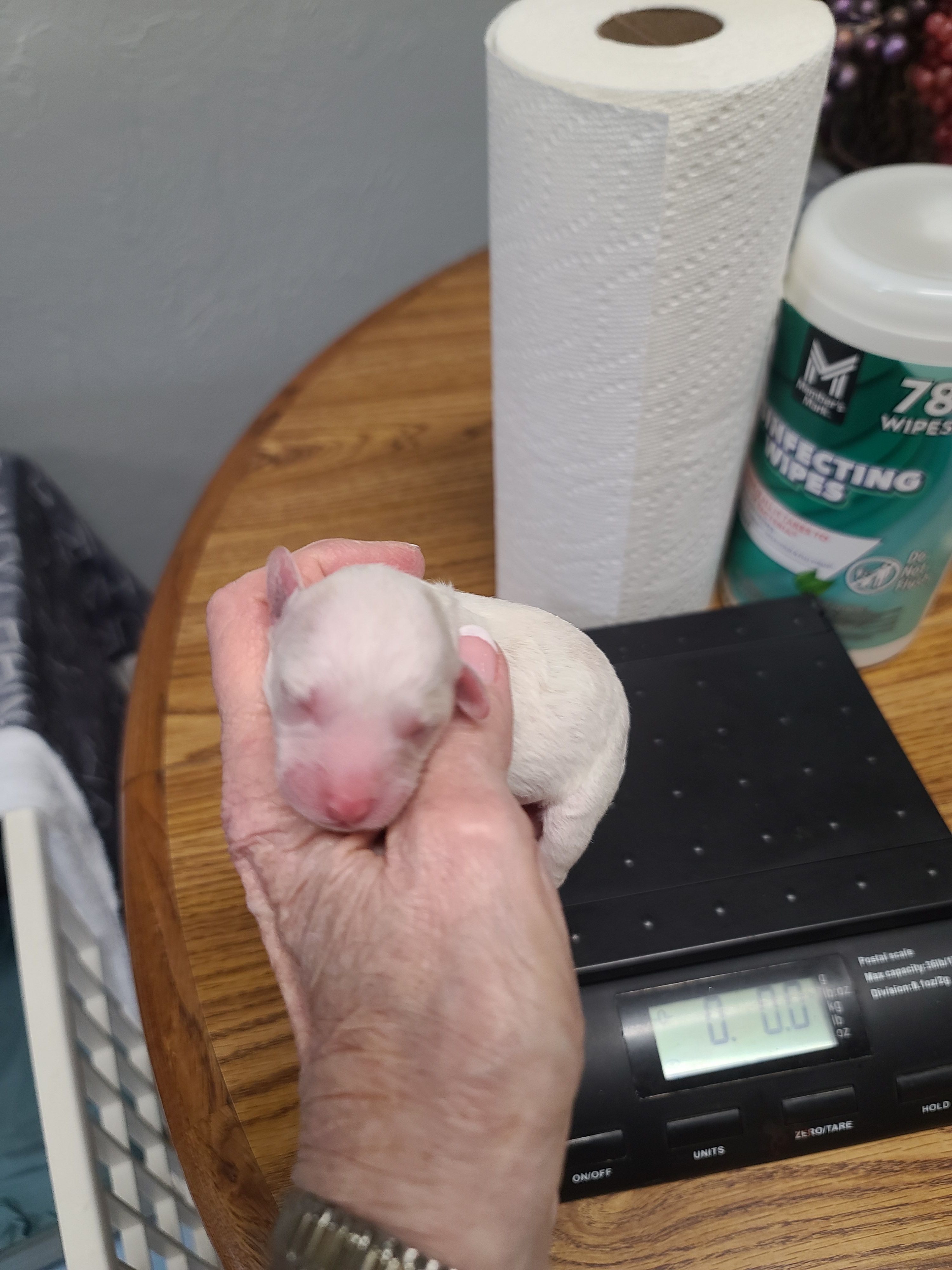 CKC Phoebe F Parti – Poodle - Toy  puppy for sale in Oklahoma City, OK