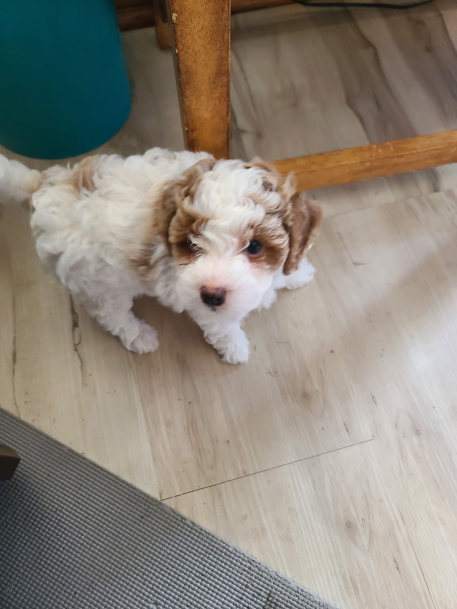 AKC Max 2 – Poodle - Toy  puppy for sale in Oklahoma City, OK