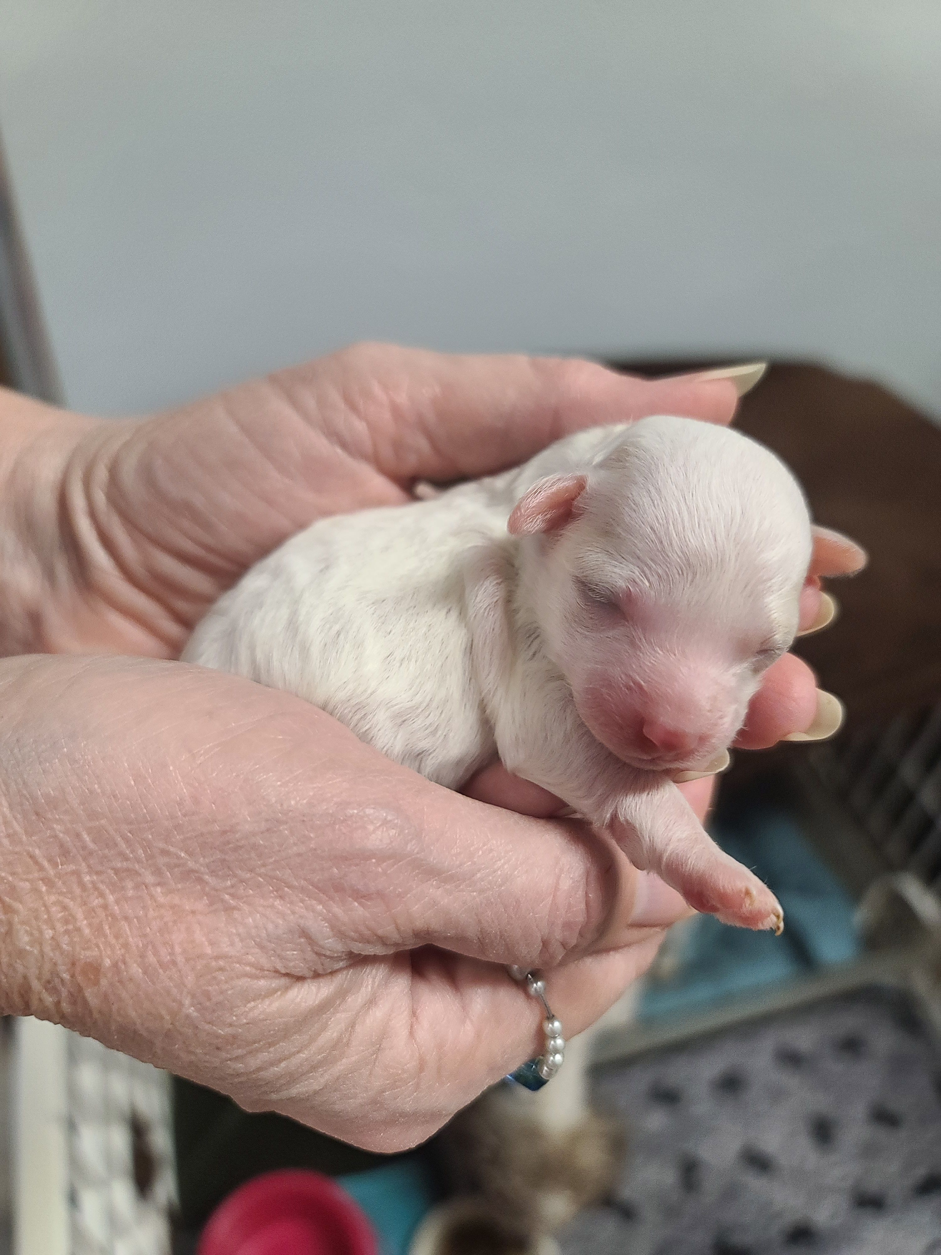 CKC Phoebe F Parti – Poodle - Toy  puppy for sale in Oklahoma City, OK