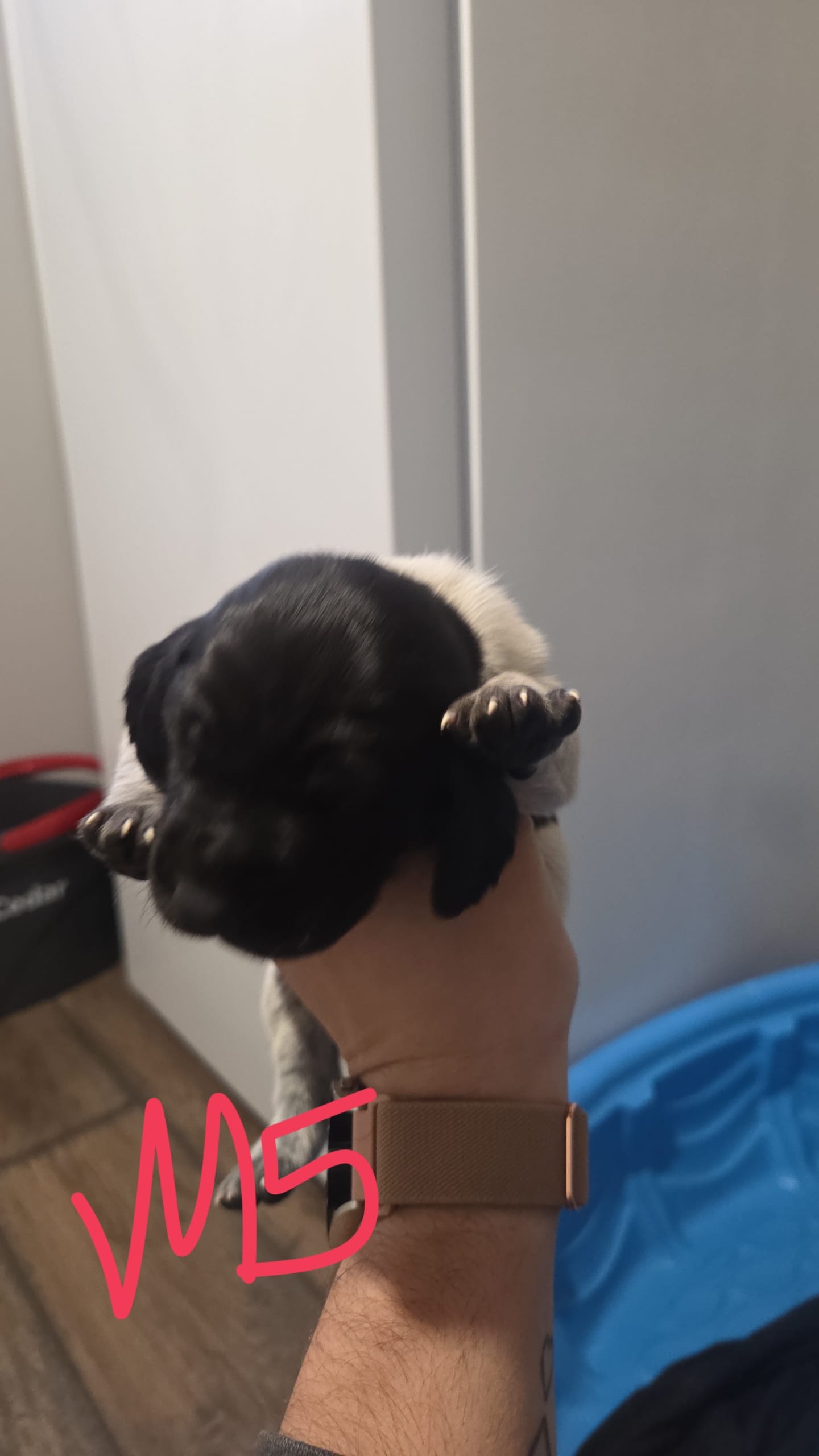 Male 5 – German Shorthaired Pointer puppy for sale in Browerville, MN