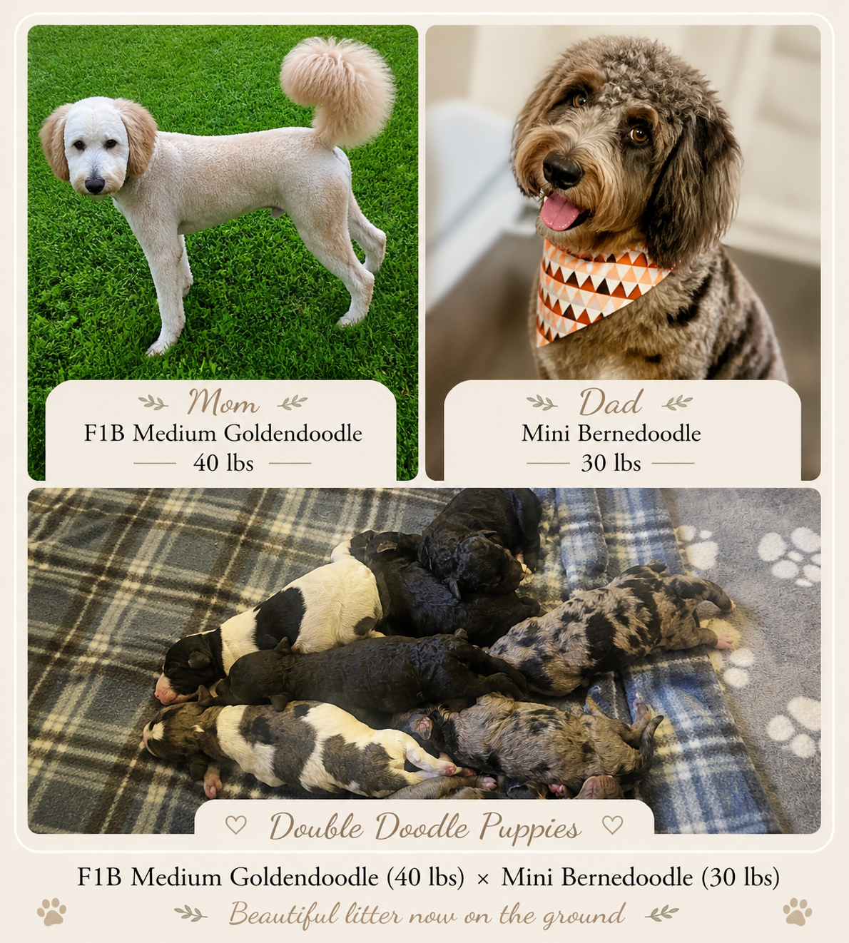 BERNEDOODLES  – Bernedoodle puppy for sale in Florence, MS