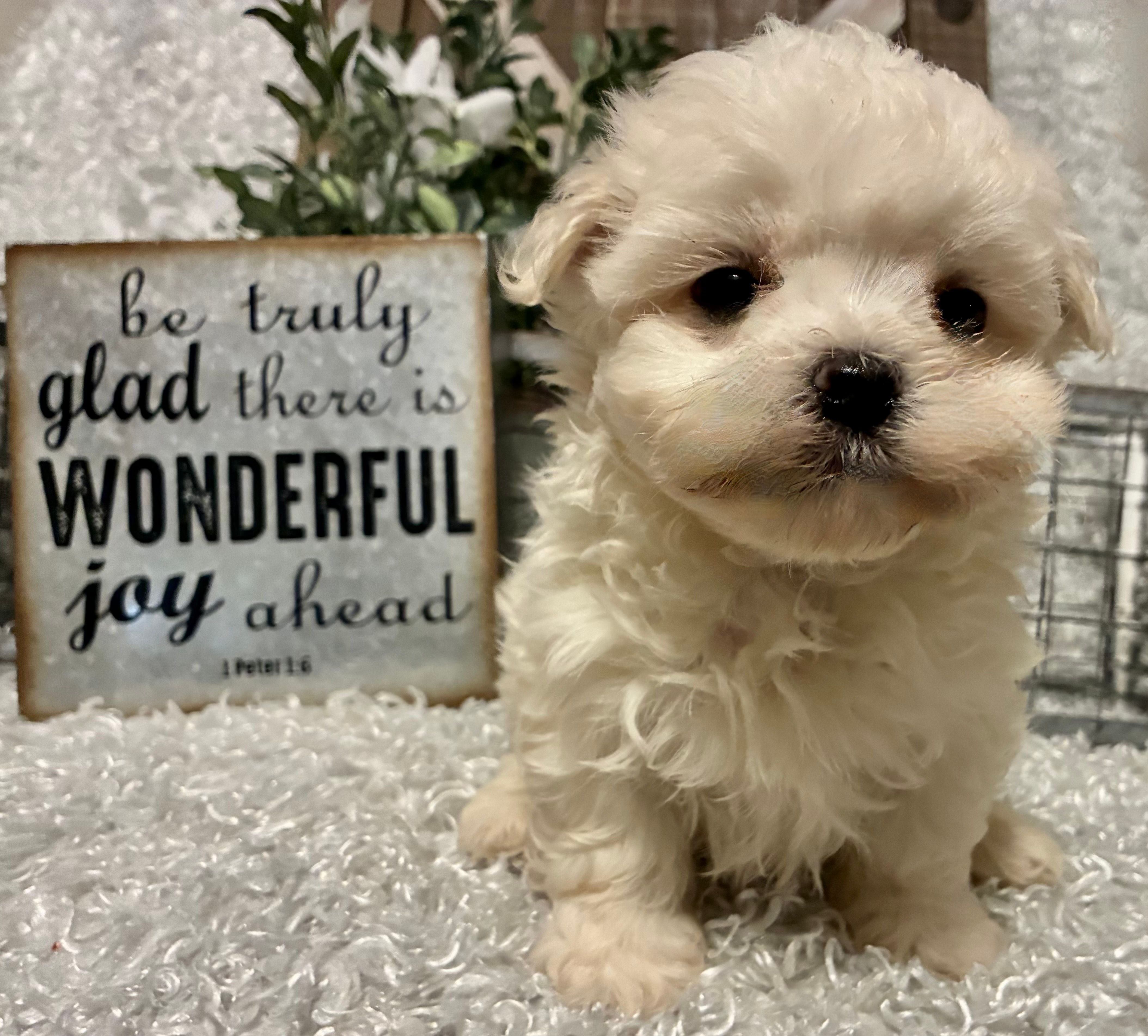 RALPHIE – Maltese puppy for sale in Sharon, KS