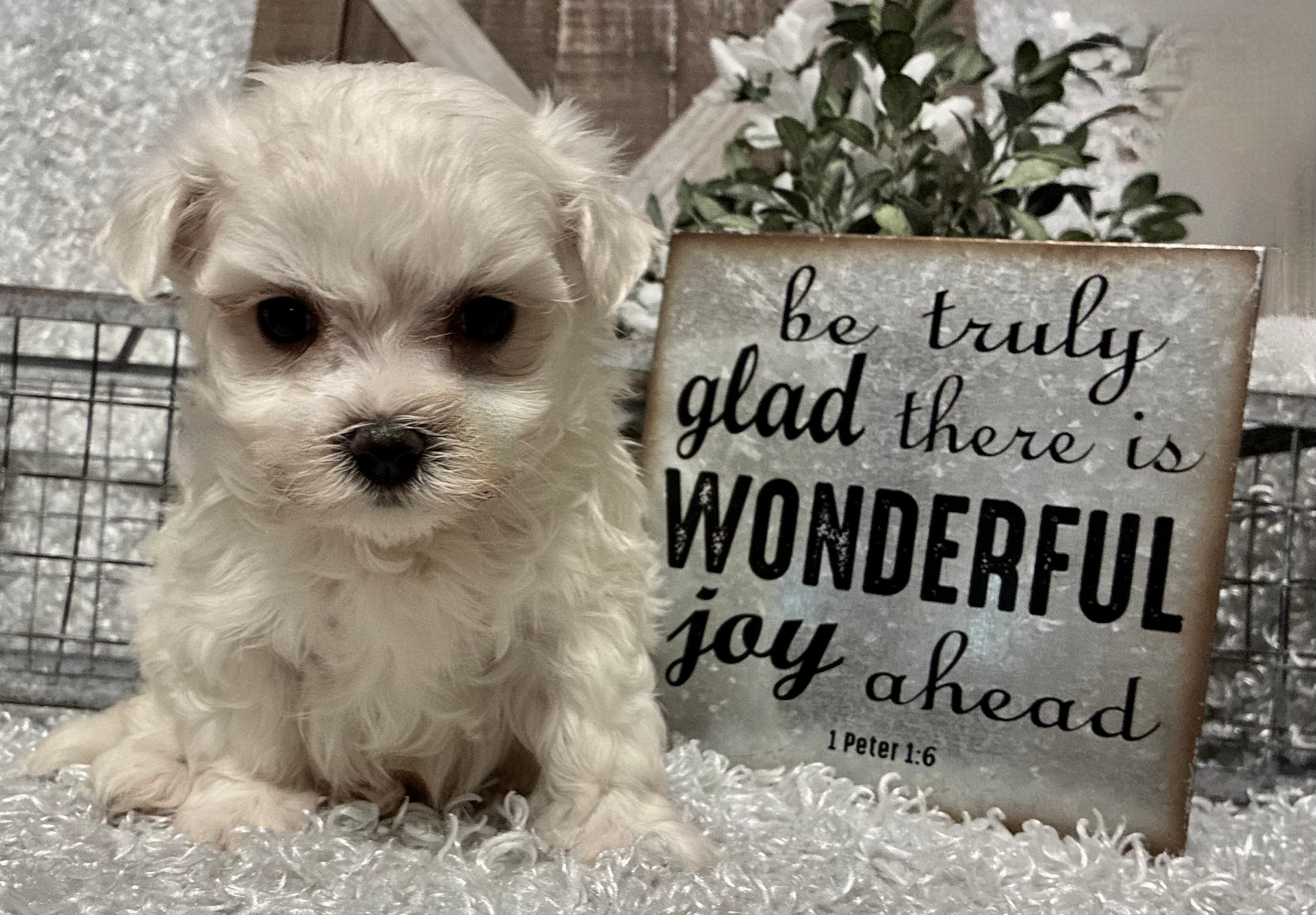 RASCAL – Maltese puppy for sale in Sharon, KS