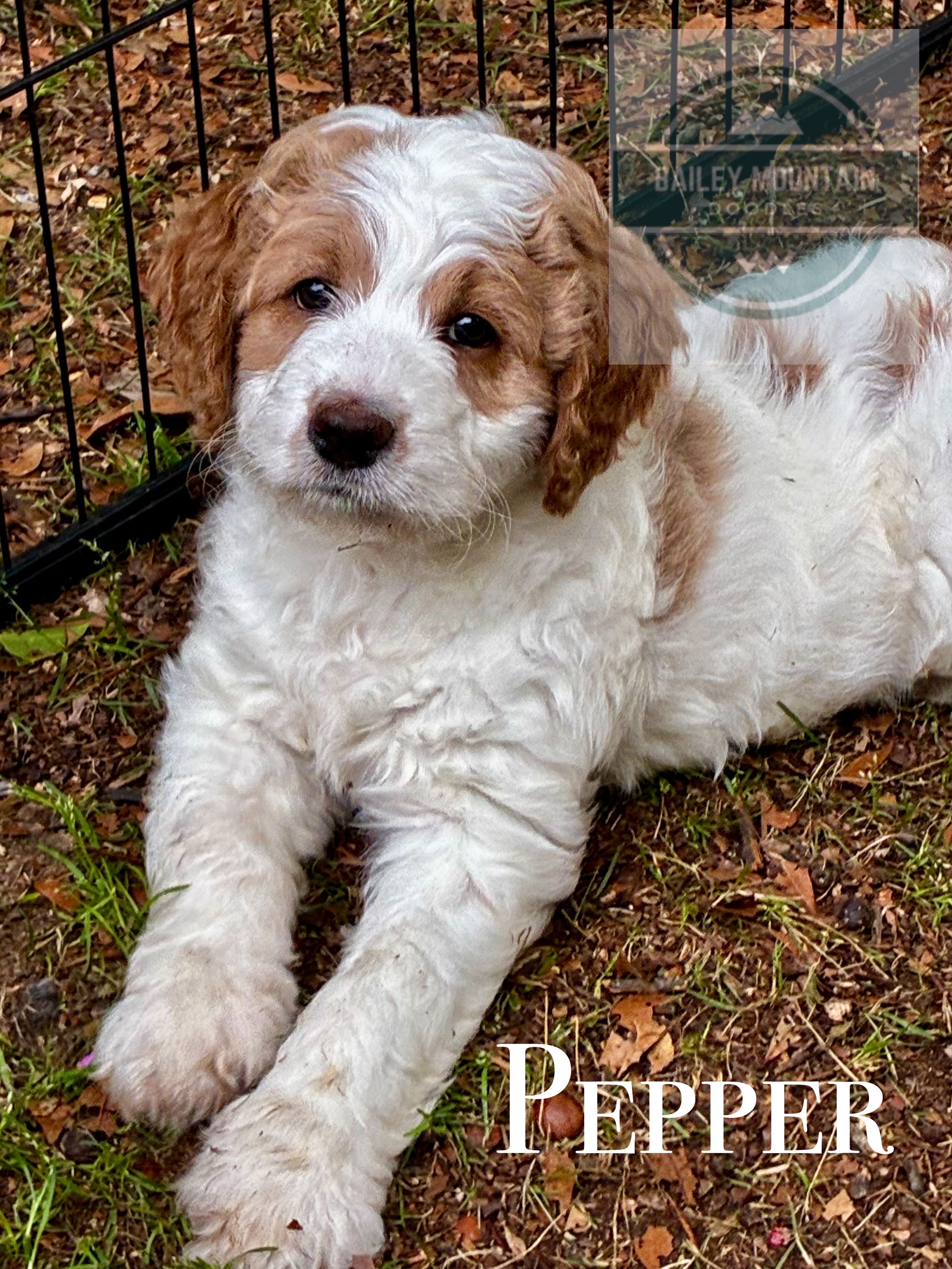 Pepper – Golden Mountain Doodle puppy for sale in Travelers Rest, SC