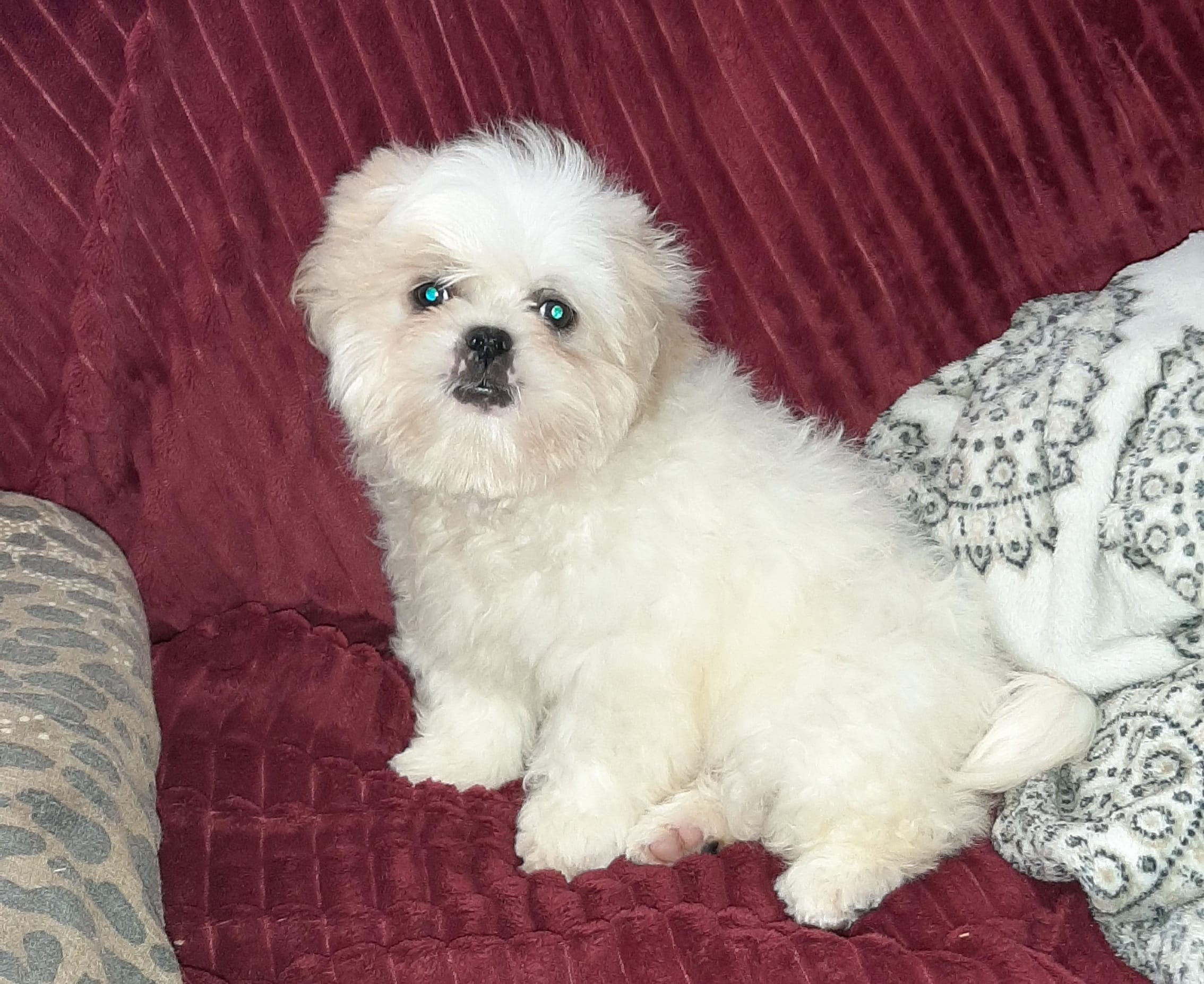 Shih-tzu F2 – Shih Tzu puppy for sale in Texarkana, TX