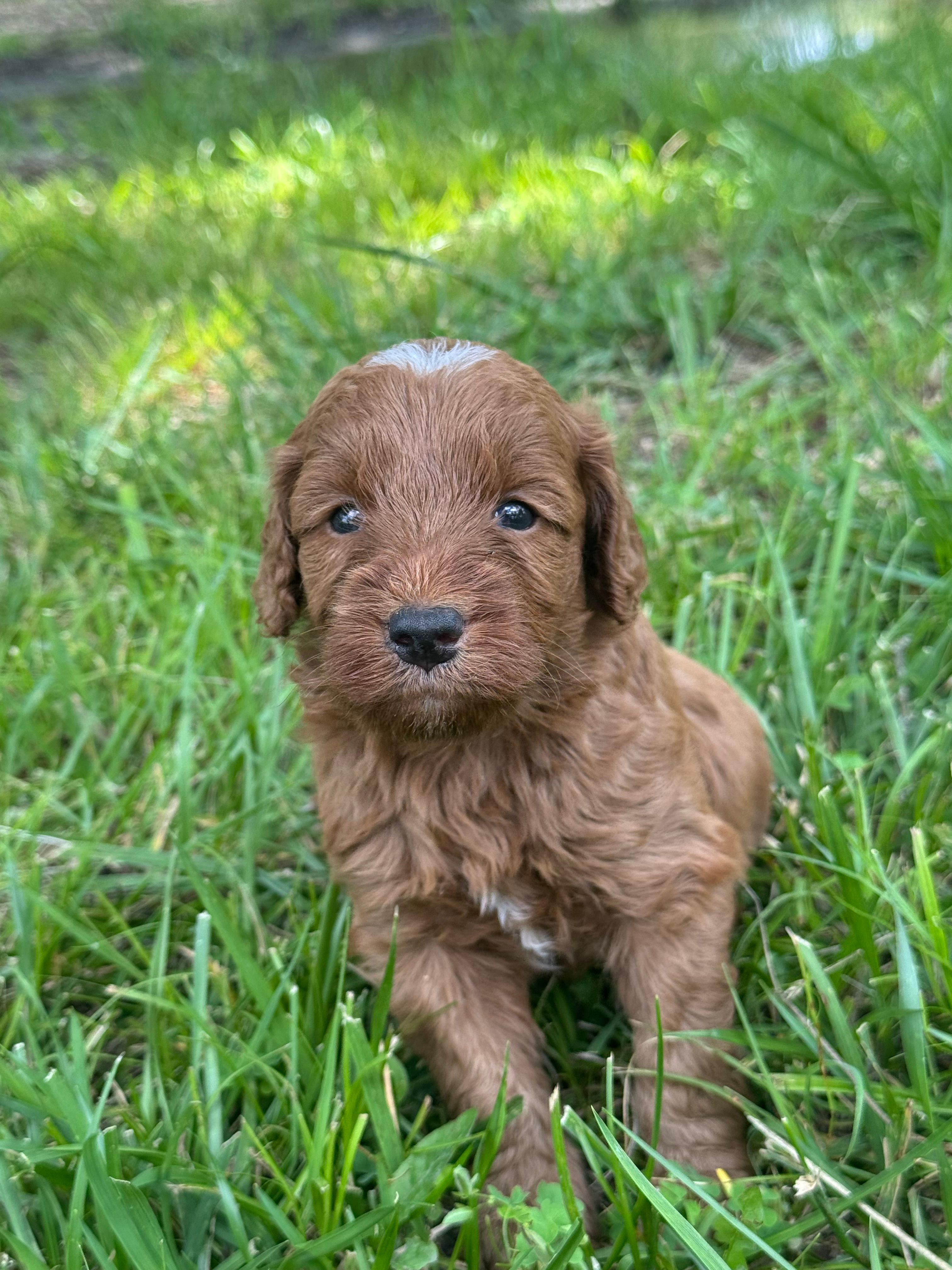 Potato  – Miniature Goldendoodle puppy for sale in Idabel, OK