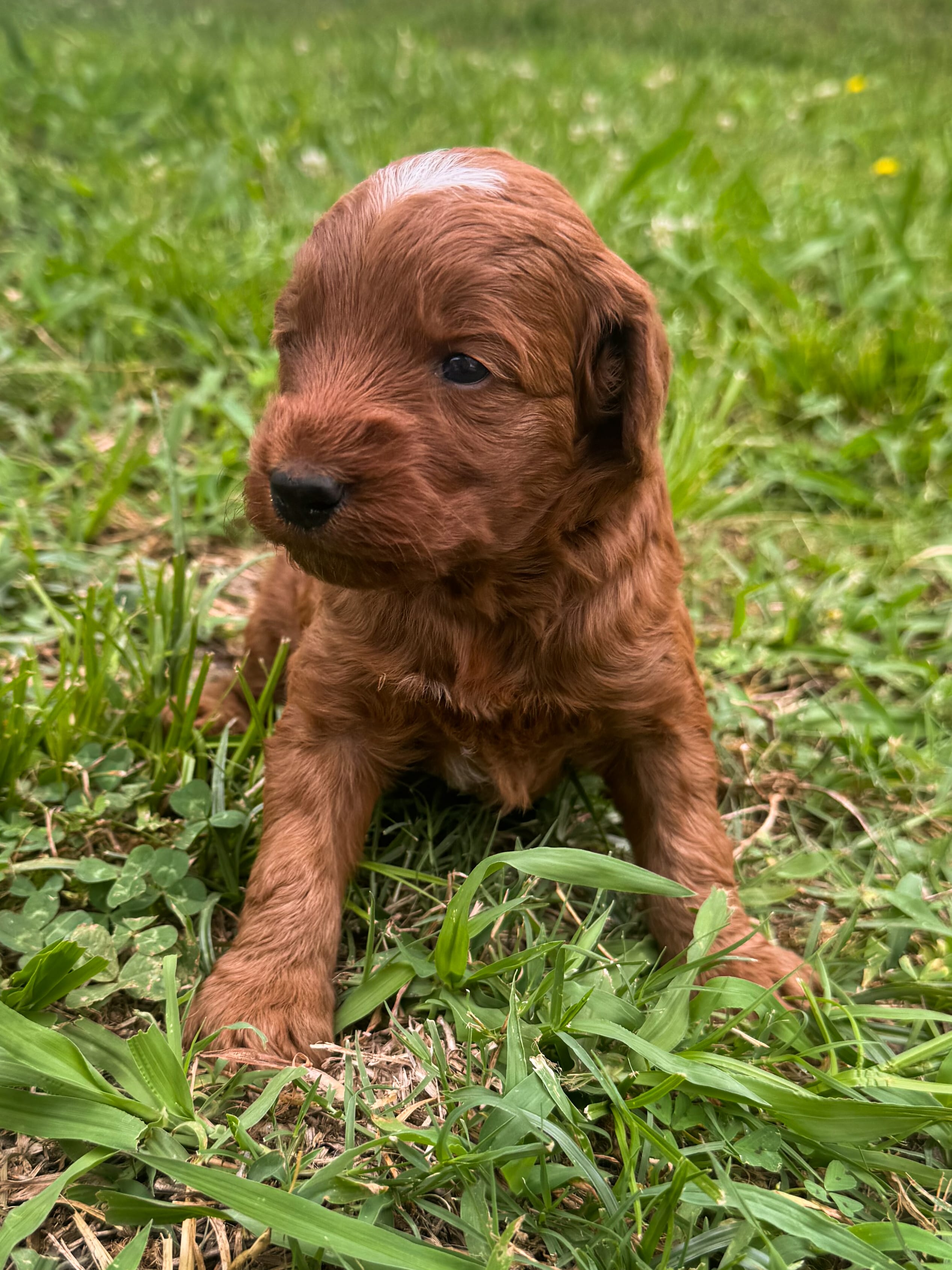 Woodrow – Miniature Goldendoodle puppy for sale in Idabel, OK
