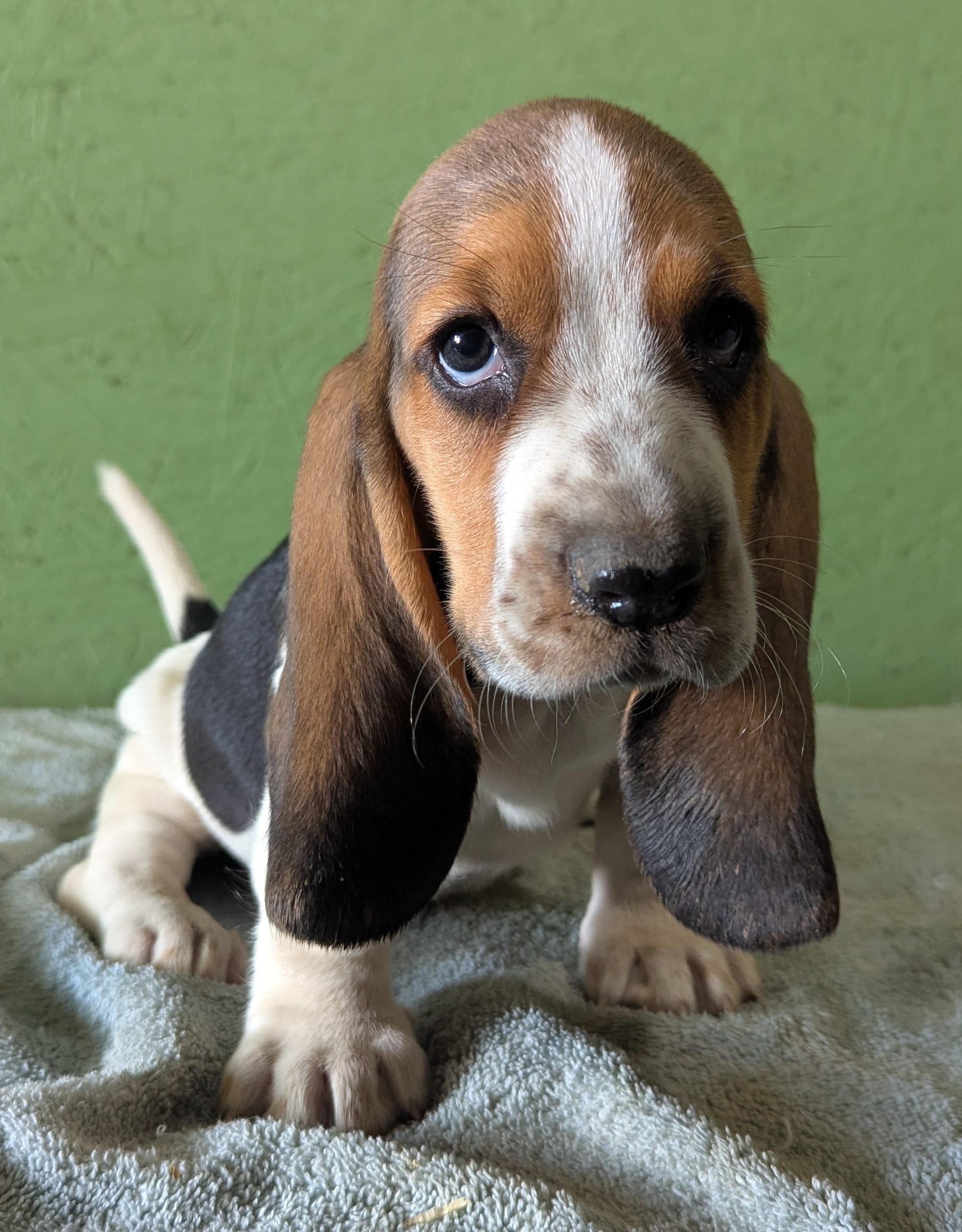 AKC Tanya – Basset Hound puppy for sale in Fredericksburg, TX