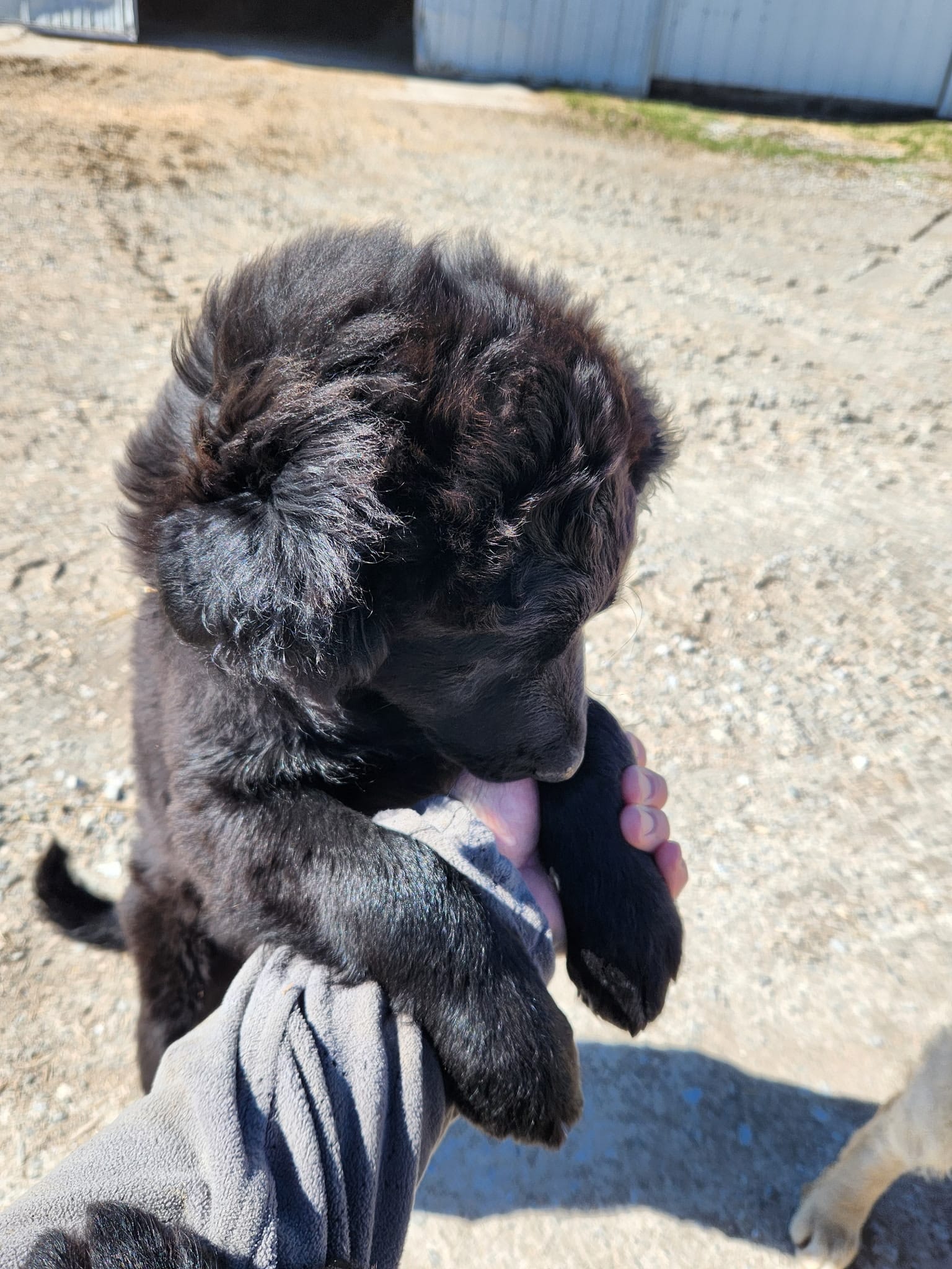 Sam – Australian Cattle Dog, Goldendoodle puppy for sale in Goshen, IN
