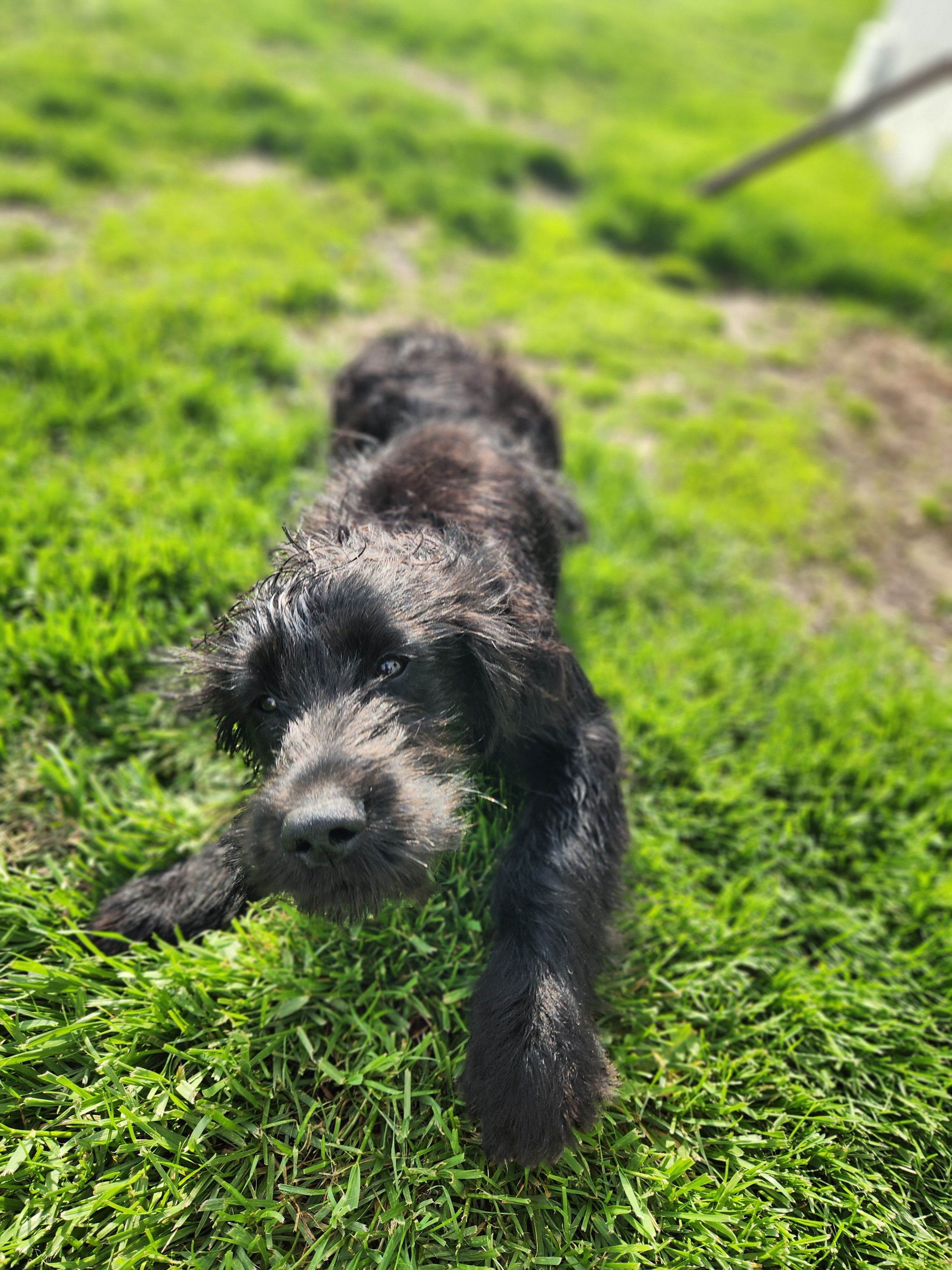 Sylvan – Australian Cattle Dog, Goldendoodle puppy for sale in Goshen, IN