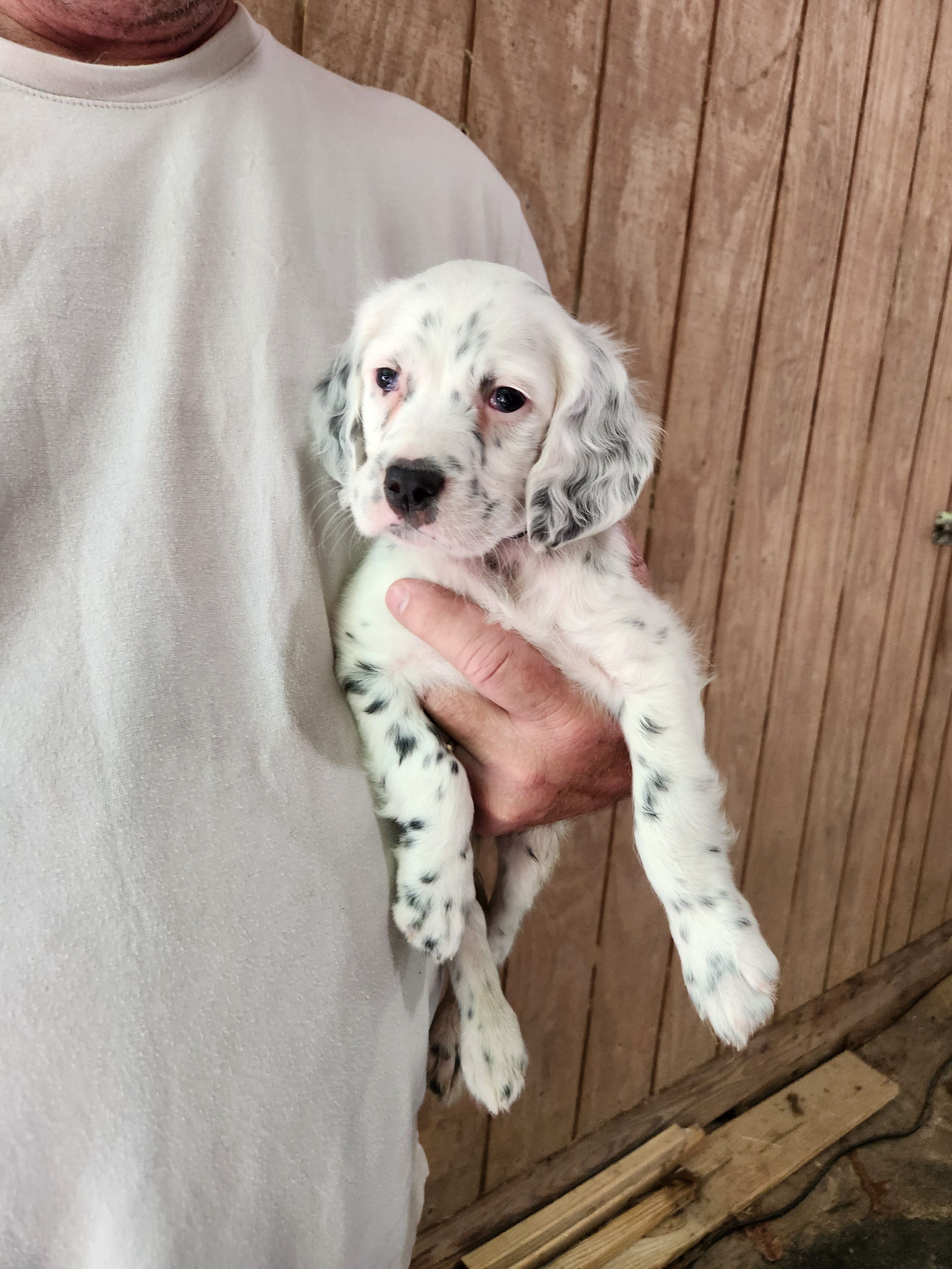 Male 5 Black Llewellin Setter  – English Setter puppy on hold in Dinwiddie, VA