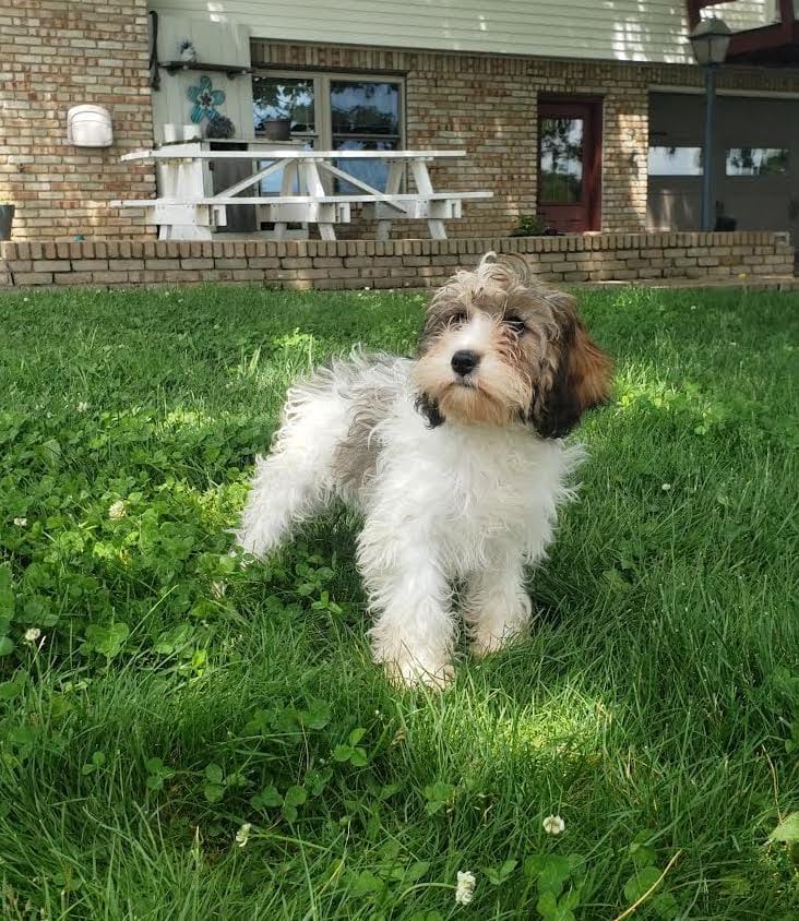 Daisy – Cavapoo puppy for sale in Sugarcreek, OH