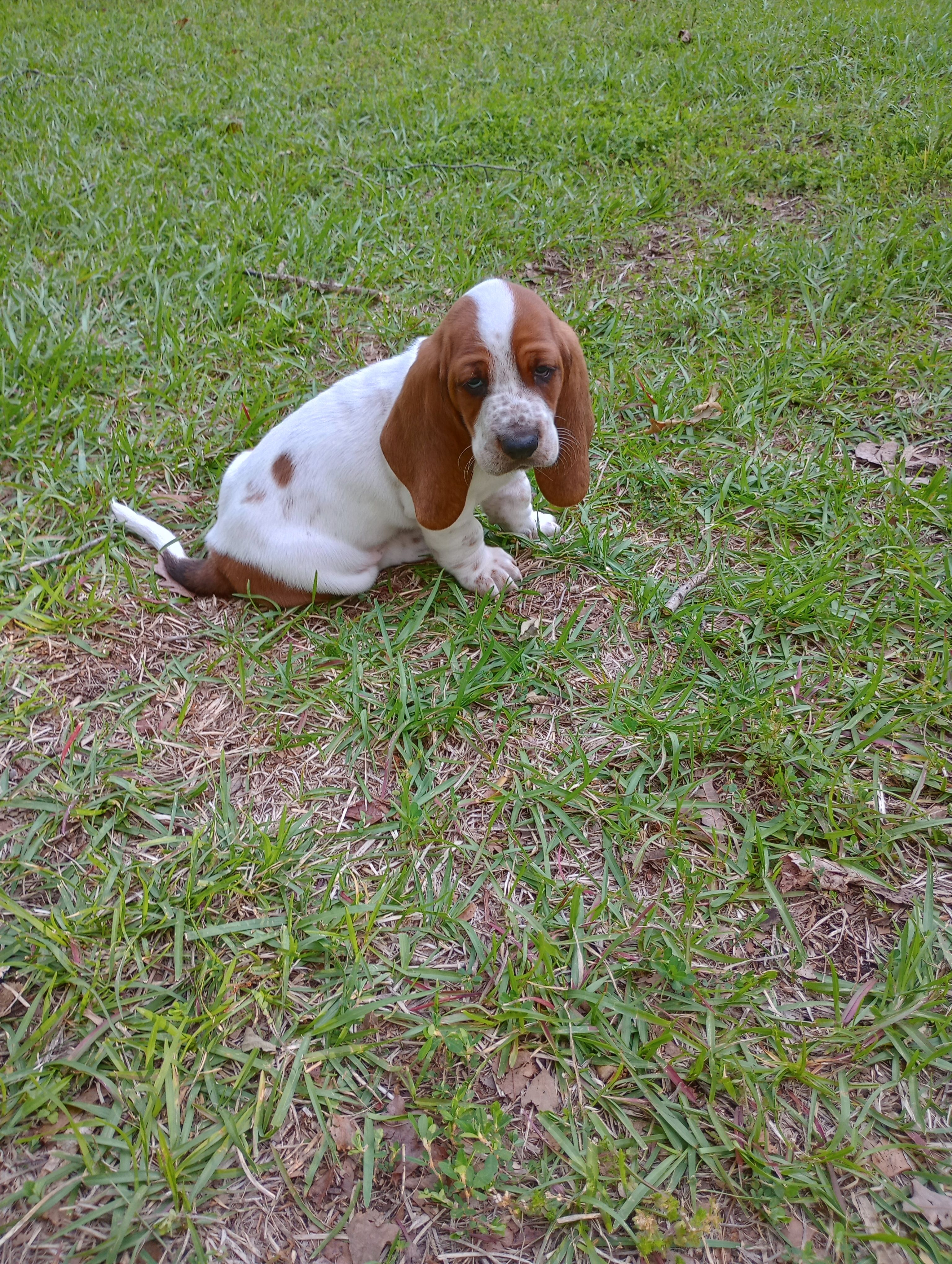 "Malfoy" – Basset Hound puppy for sale in Mountain View, AR