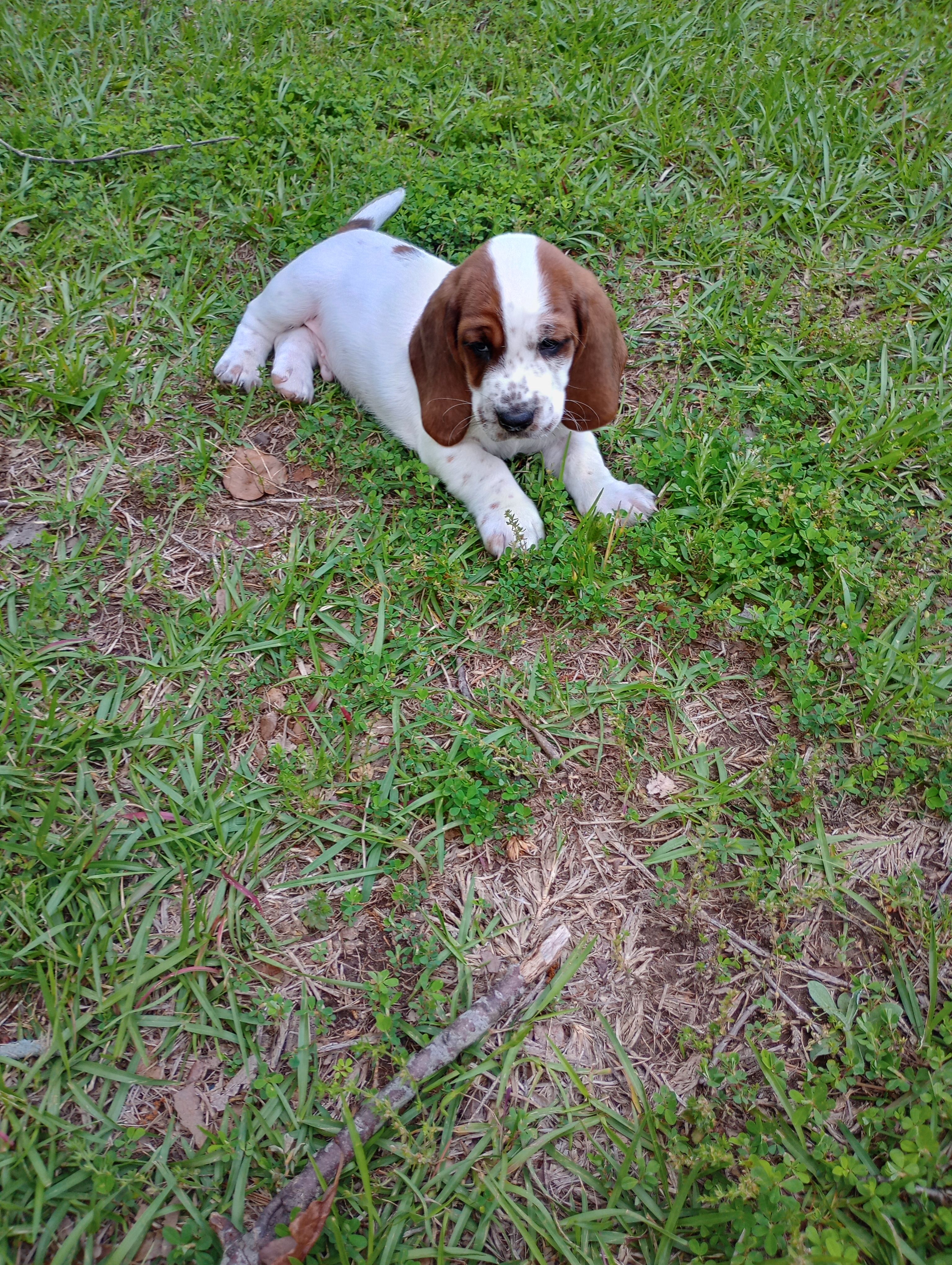 "Cedric" – Basset Hound puppy for sale in Mountain View, AR