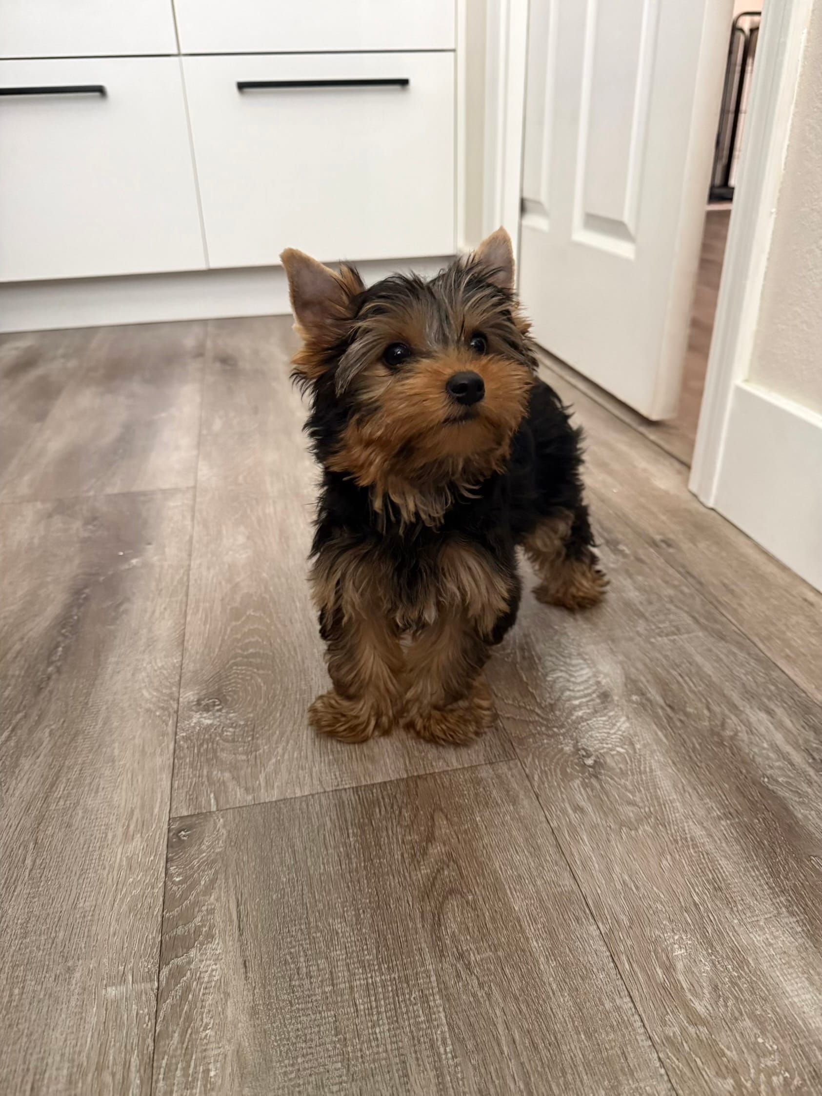 Boy1 – Yorkshire Terrier puppy for sale in Orangevale, CA