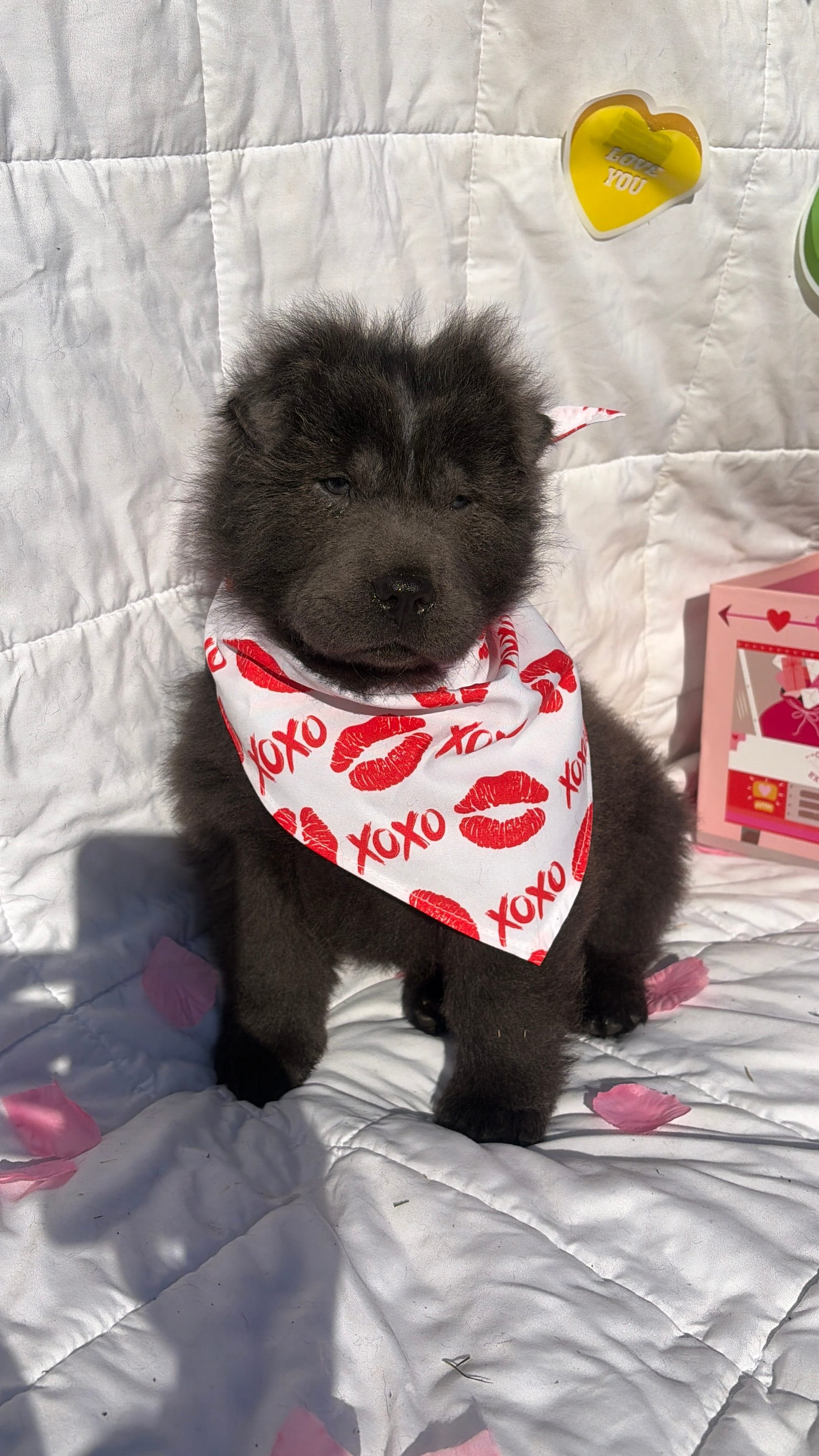 Shy – Chinese Shar-Pei, Chow Chow puppy for sale in Philadelphia, PA