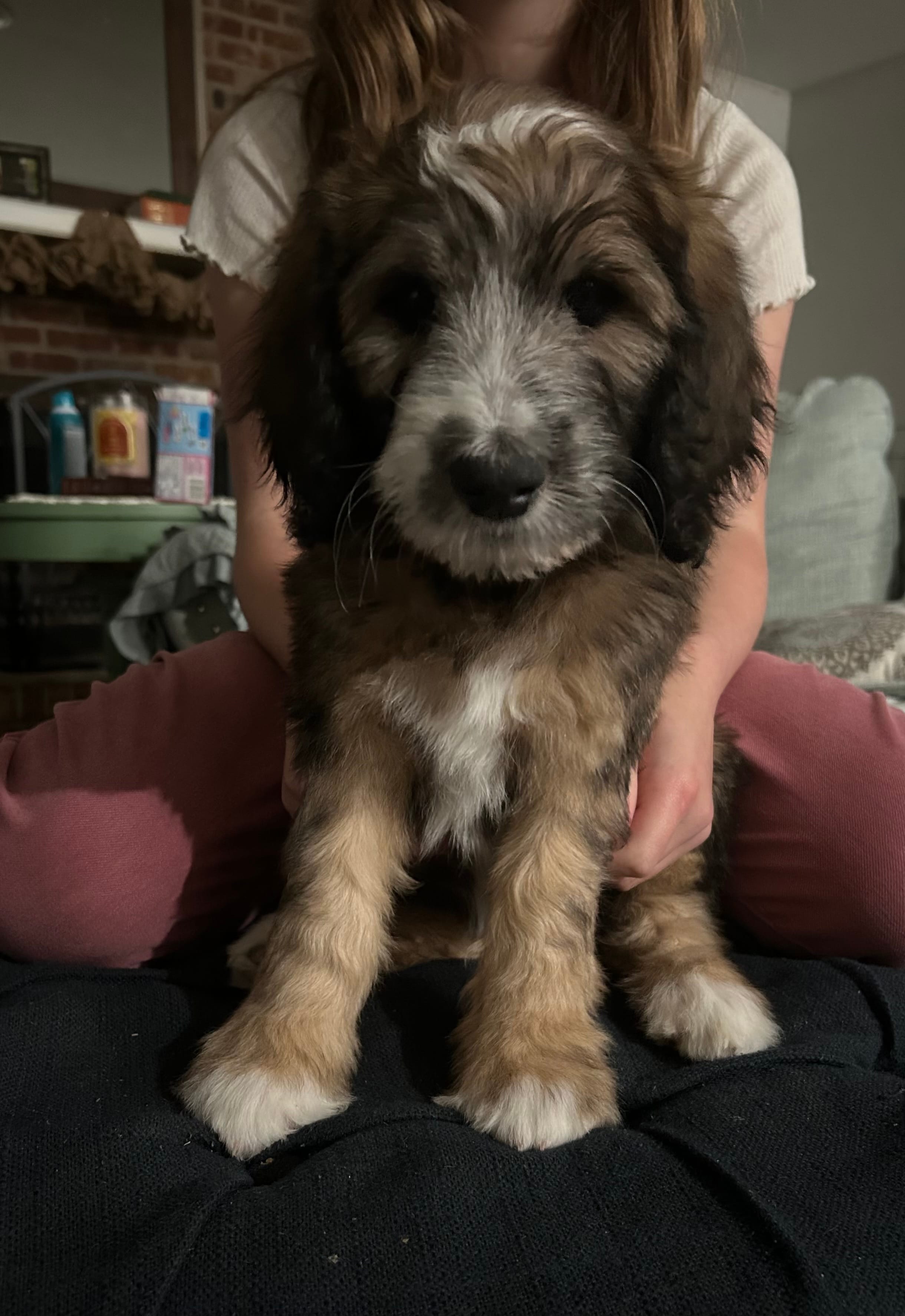 Rebel – Australian Shepherd, Poodle - Standard  puppy for sale in Elizabethtown, KY