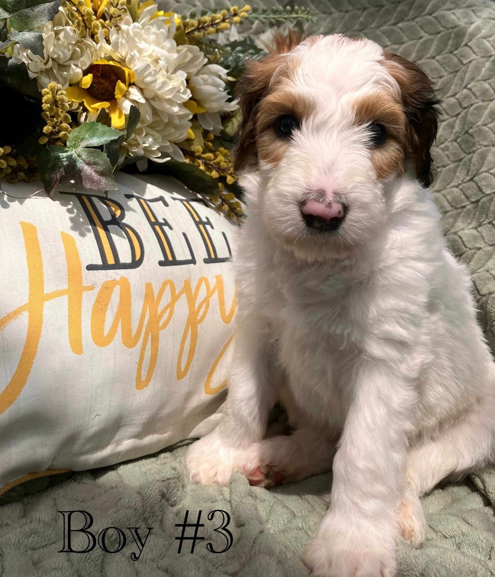 Patriot – Australian Shepherd, Poodle - Standard  puppy for sale in Elizabethtown, KY