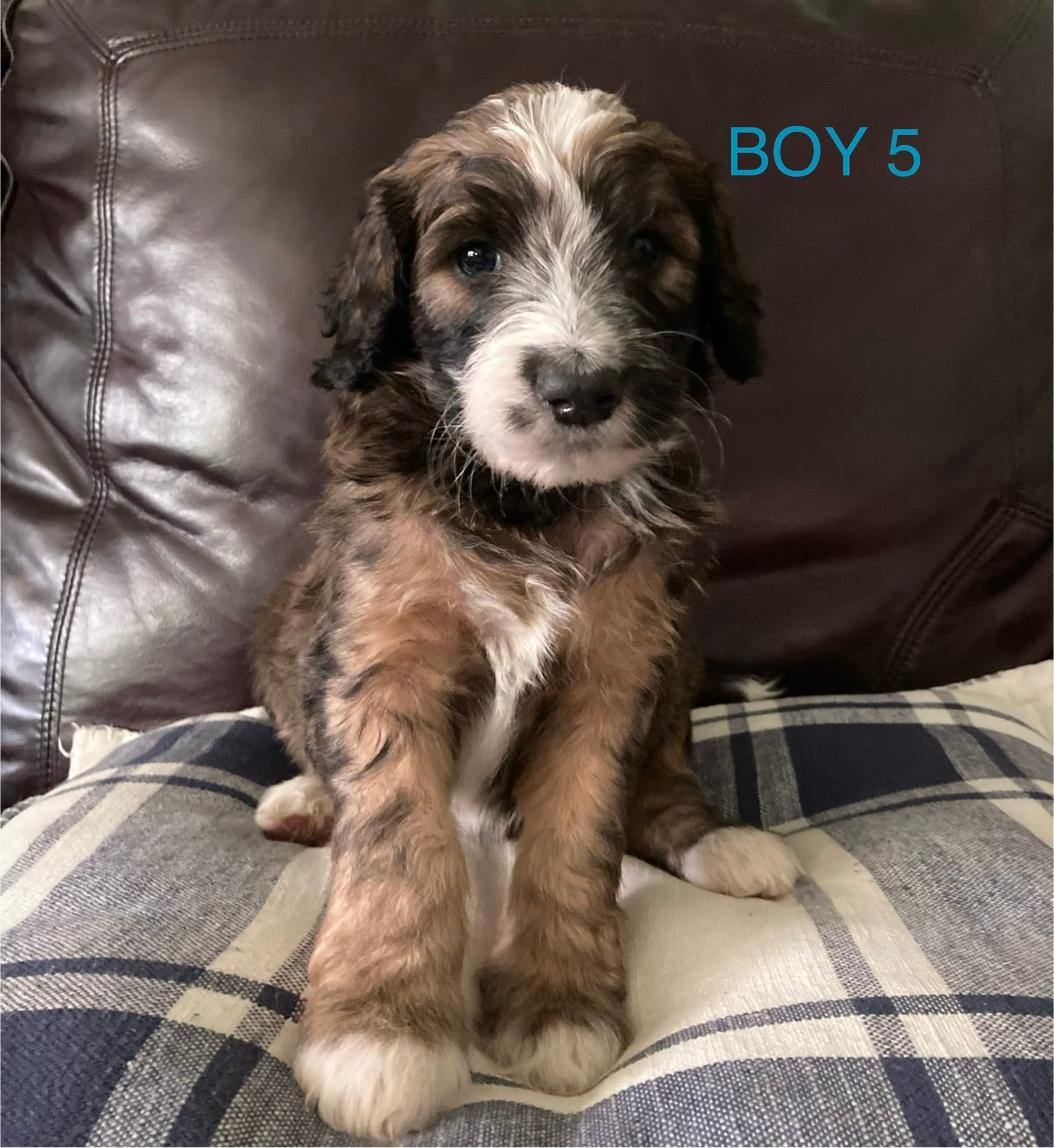 Rebel – Australian Shepherd, Poodle - Standard  puppy for sale in Elizabethtown, KY