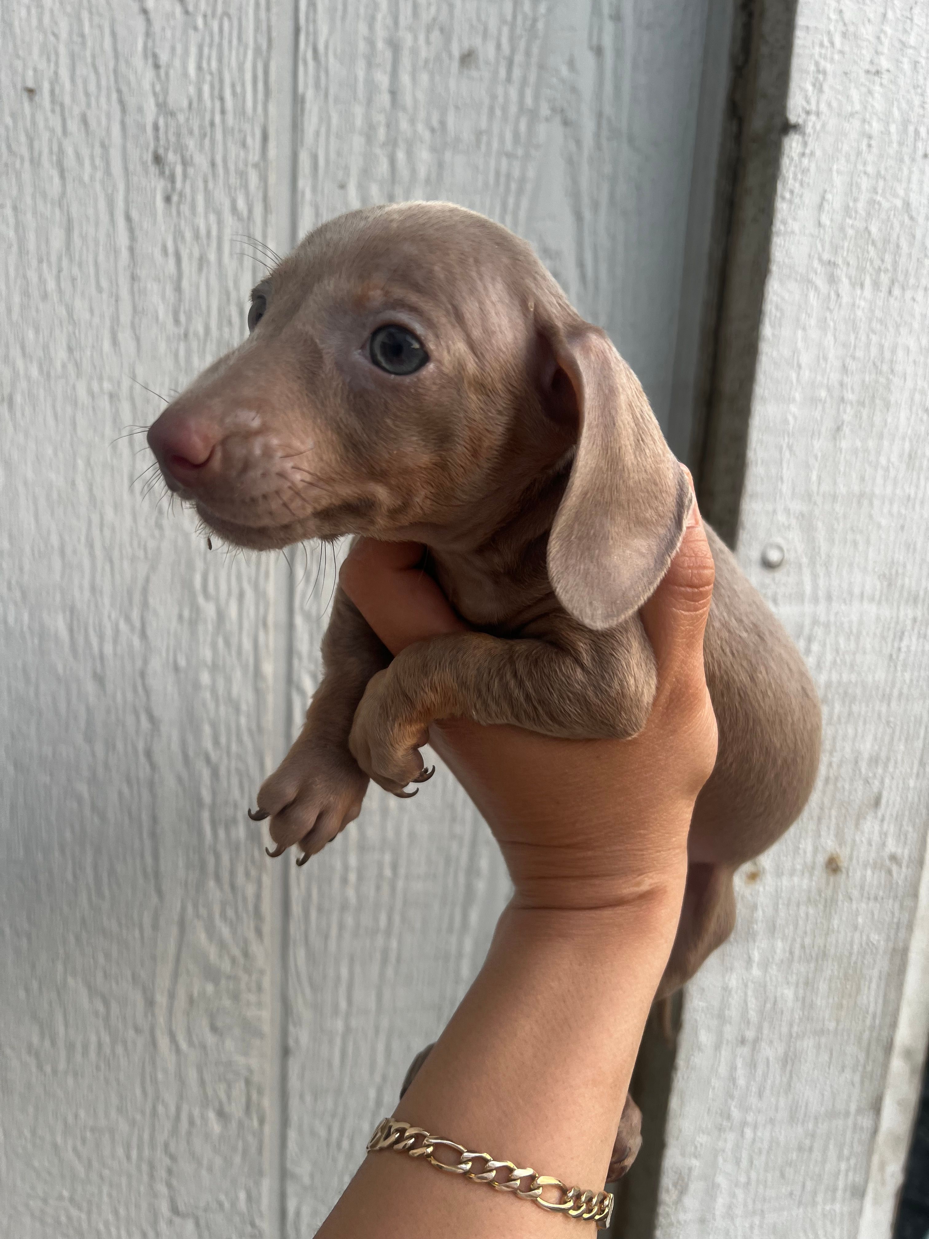 Grey girl – Miniature Dachshund puppy for sale in Moreno Valley, CA