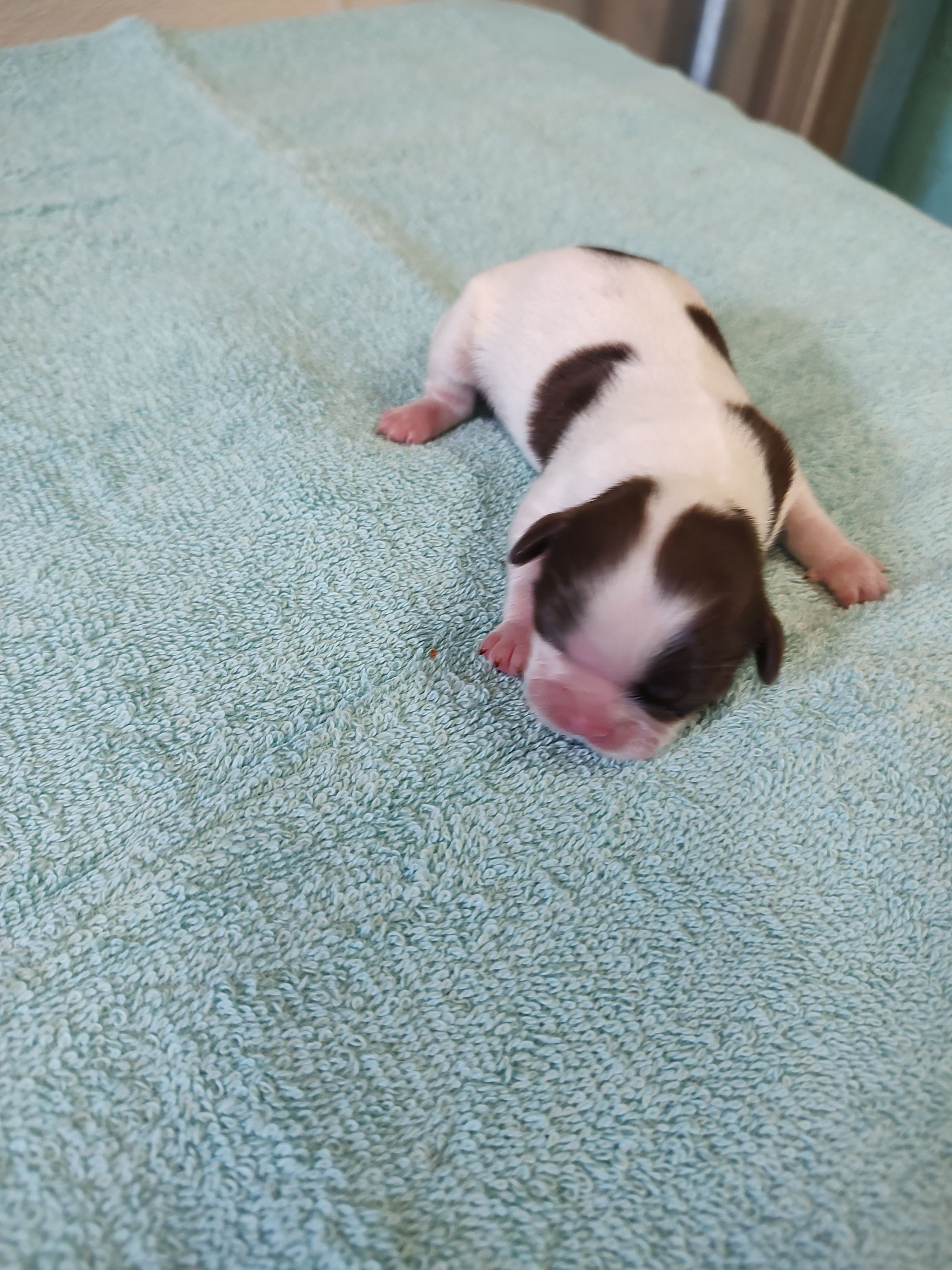 Ellie's #6-M-CKC – Shih Tzu puppy for sale in Greensboro, NC