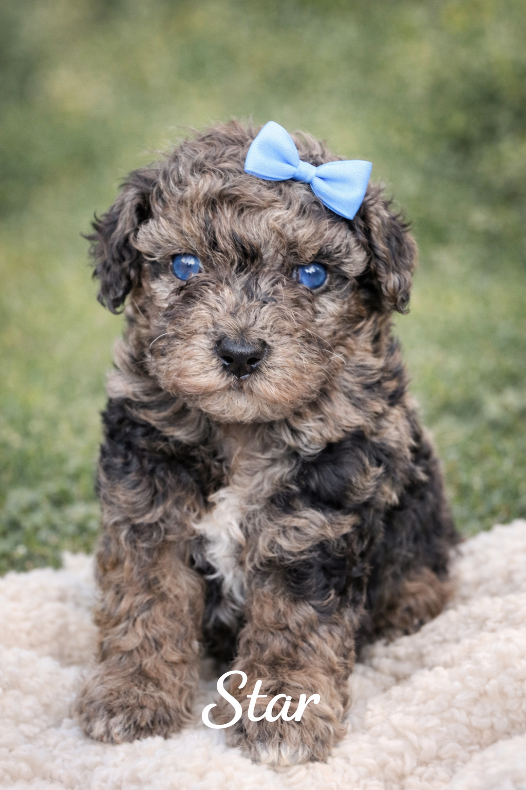 Star teacup – Poodle - Toy  puppy for sale in Orlando, FL