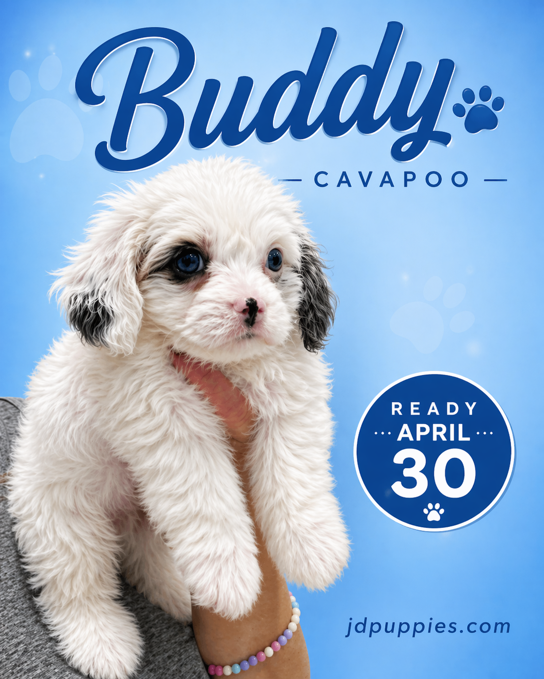Buddy – Cavapoo puppy for sale in Orlando, FL