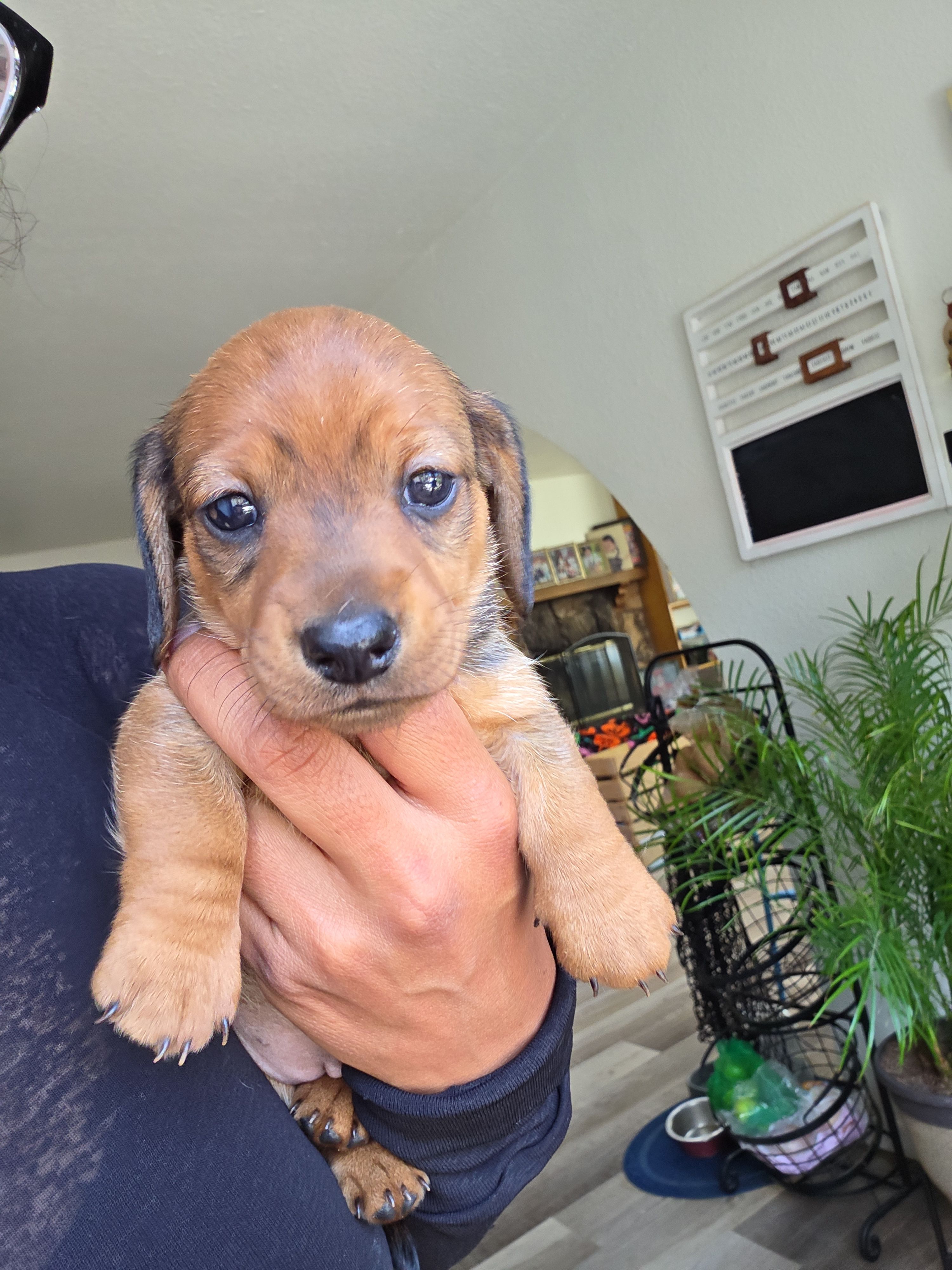 Millie – Miniature Dachshund puppy for sale in San Diego, CA