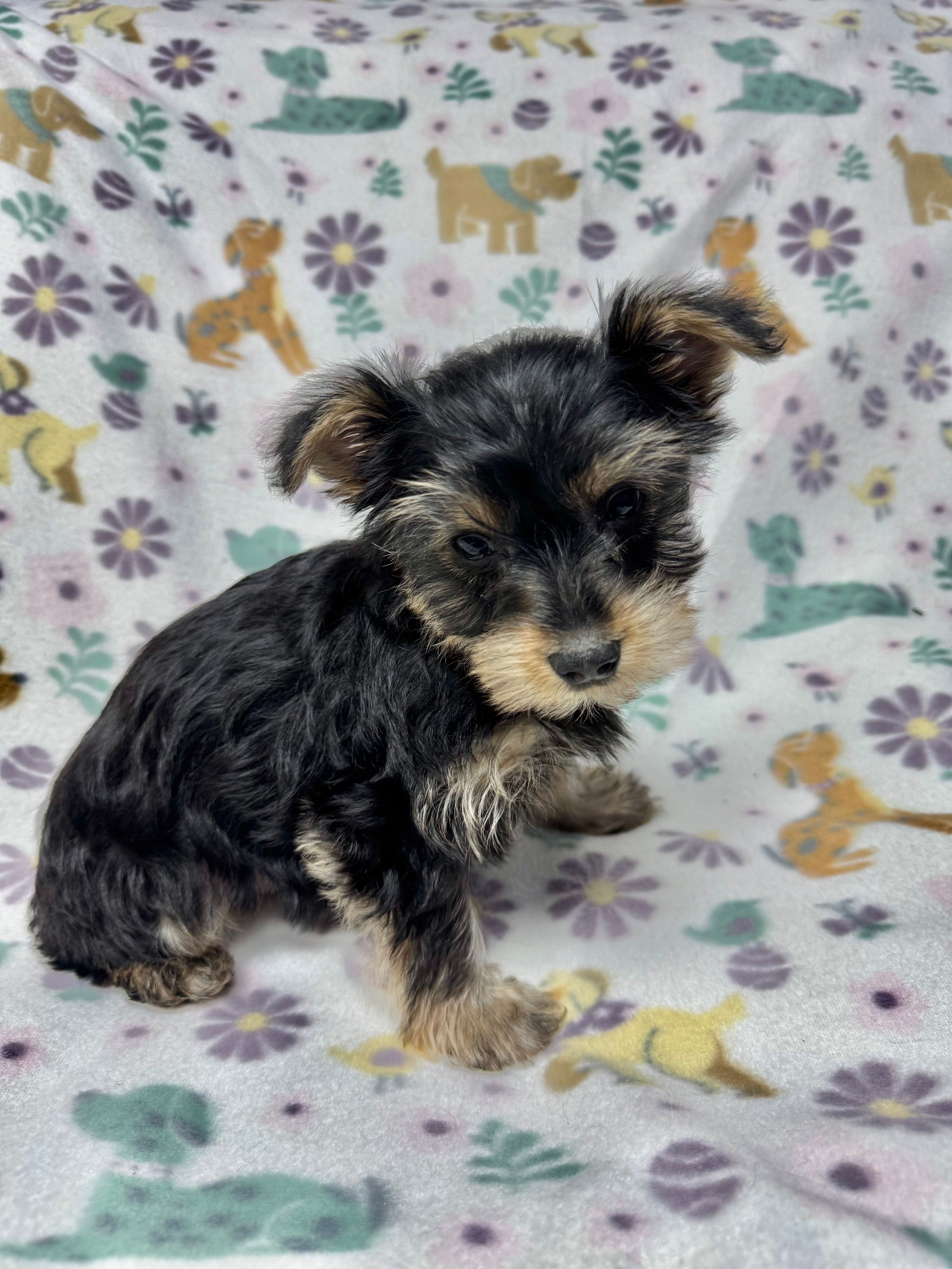 Shiny  – Yorkshire Terrier puppy for sale in Waukegan, IL