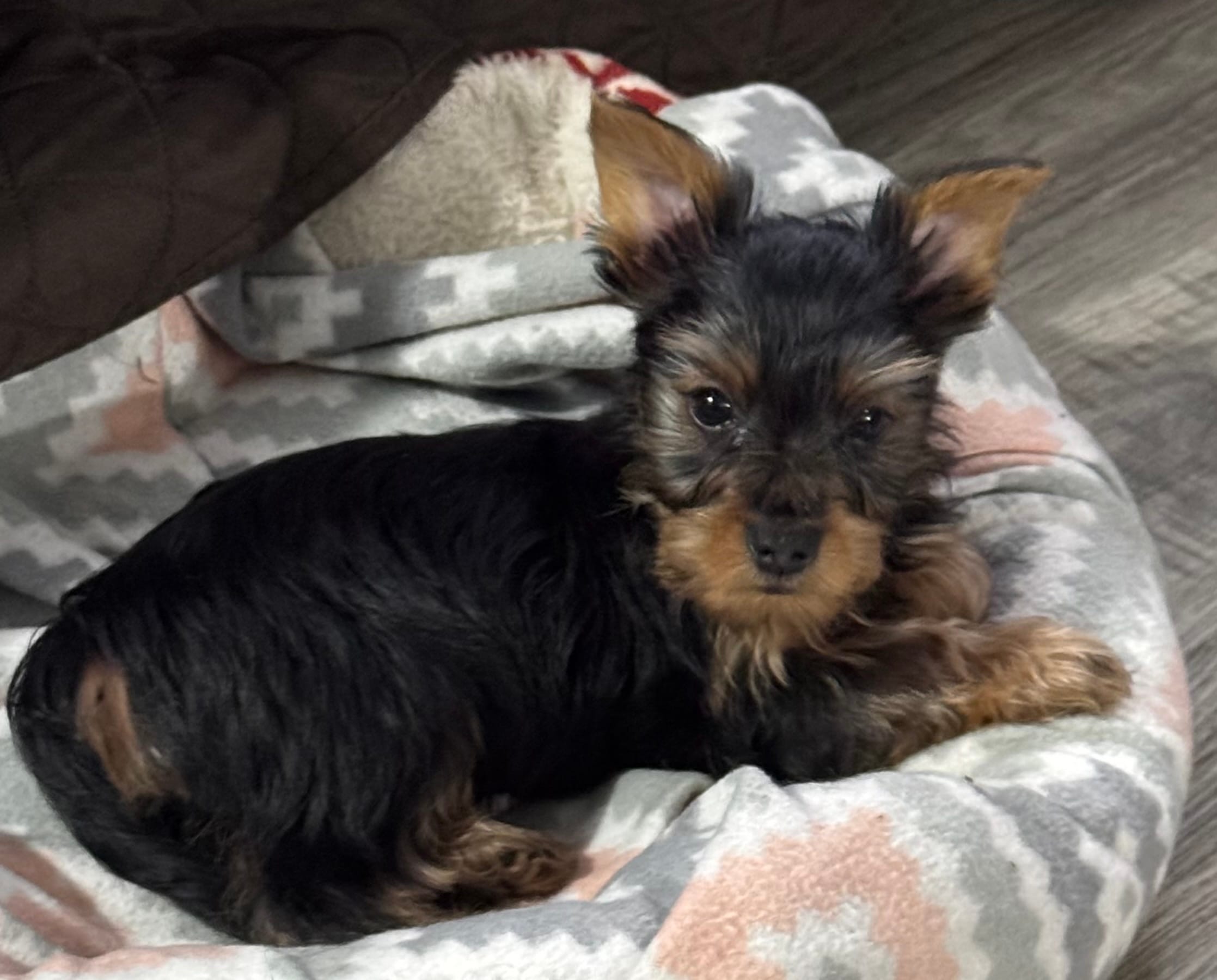 Twix – Yorkshire Terrier puppy for sale in Waukegan, IL