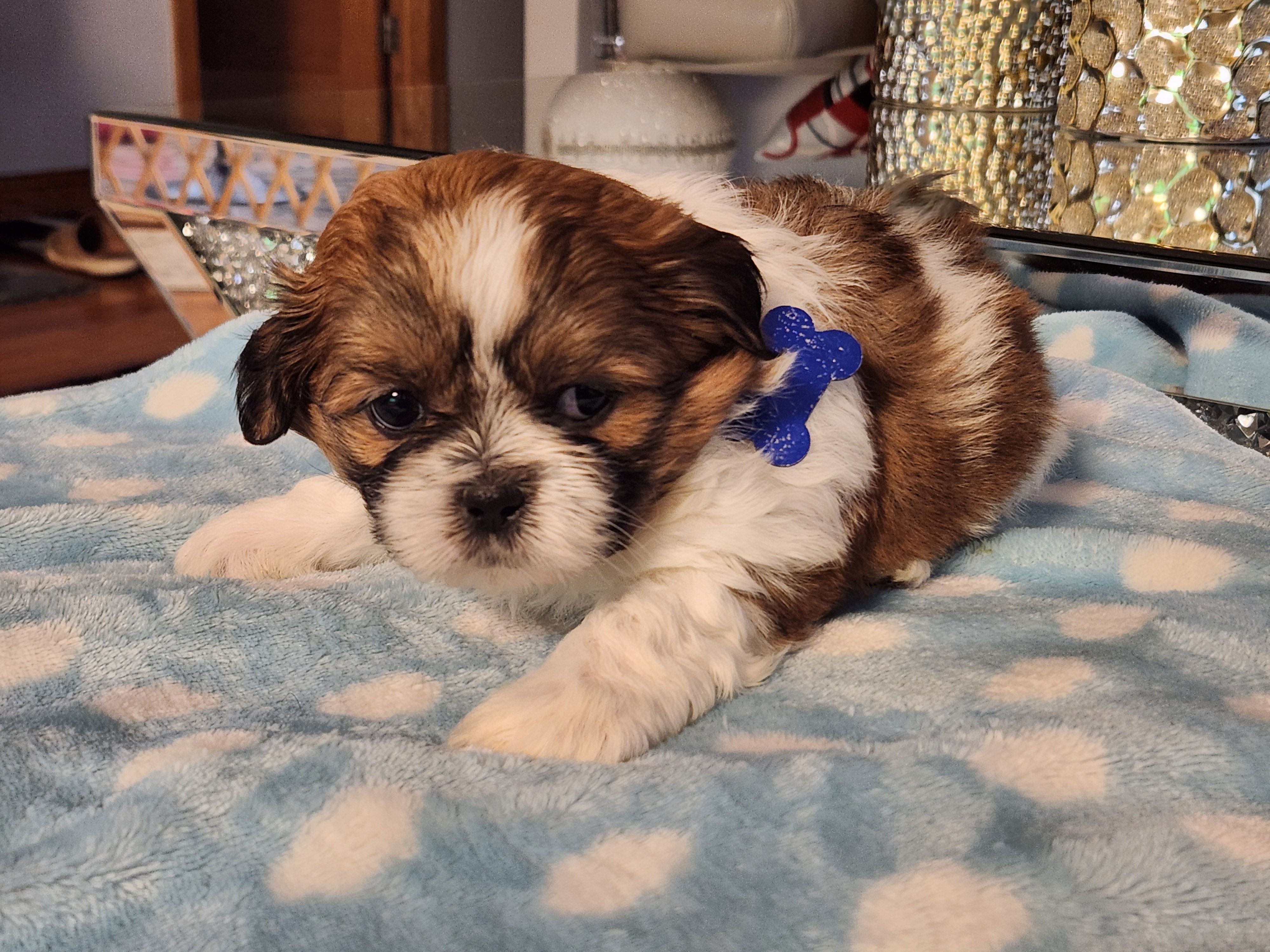 Blue – Shih Tzu puppy for sale in Niles, IL