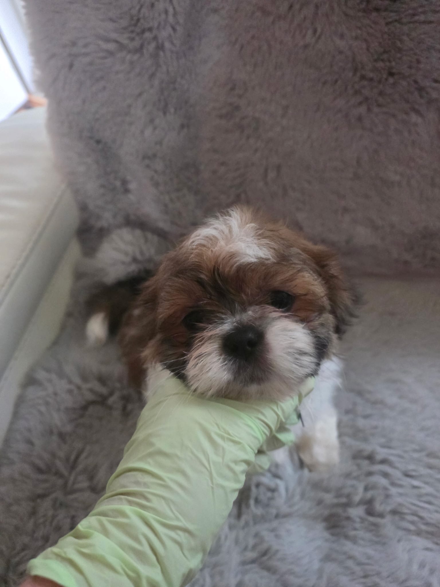 Blue – Shih Tzu puppy for sale in Niles, IL