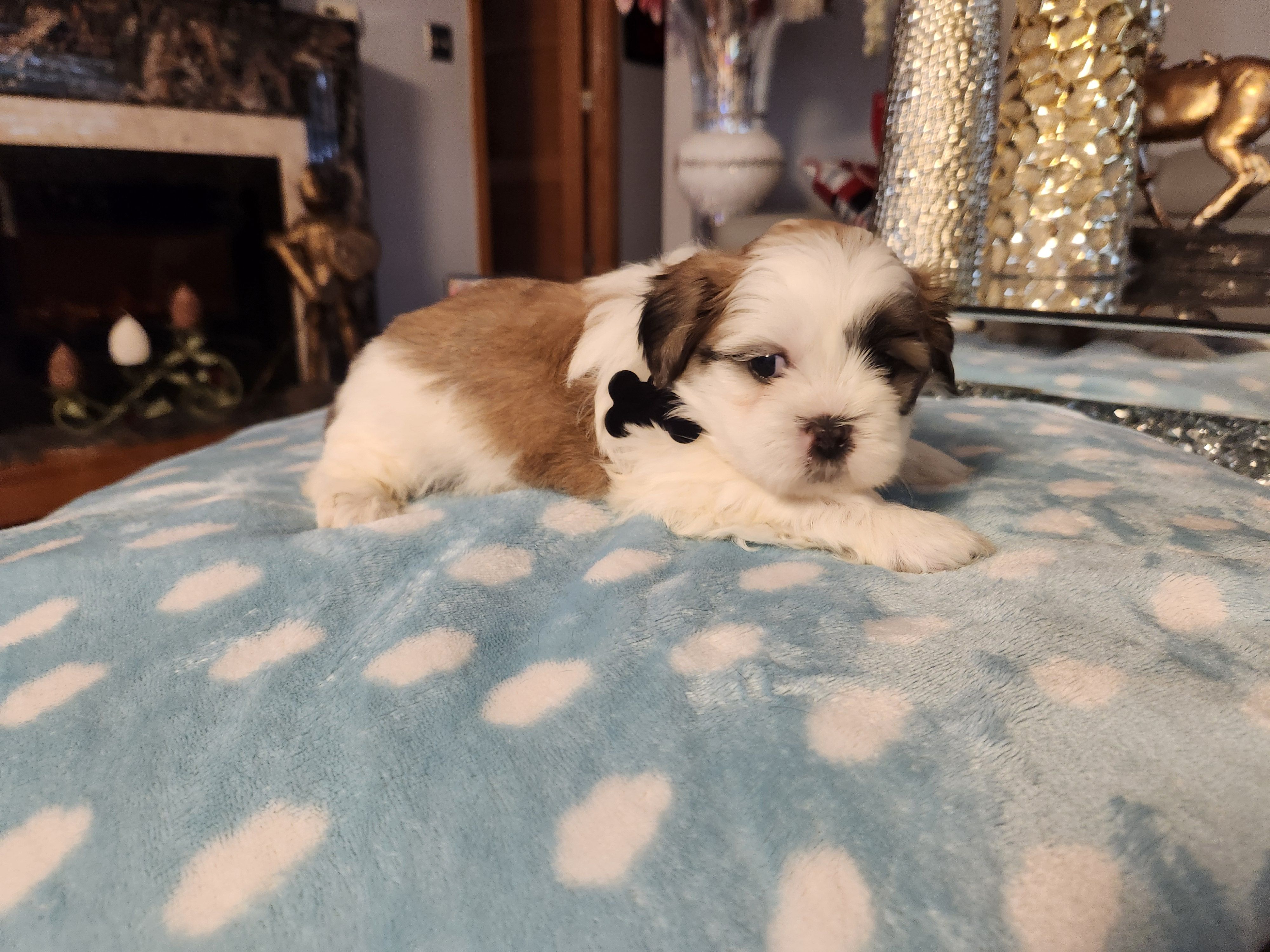 Black – Shih Tzu puppy for sale in Niles, IL