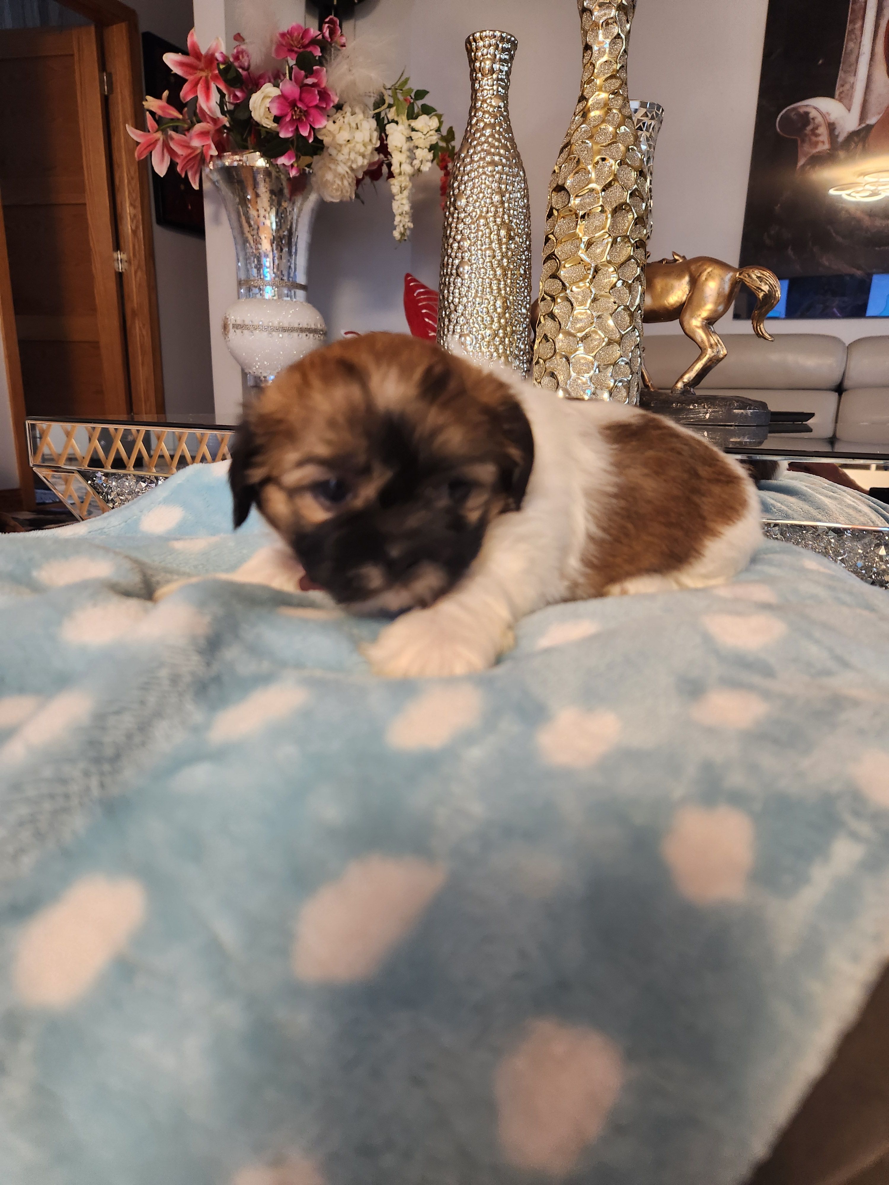 Baby pink – Shih Tzu puppy for sale in Niles, IL
