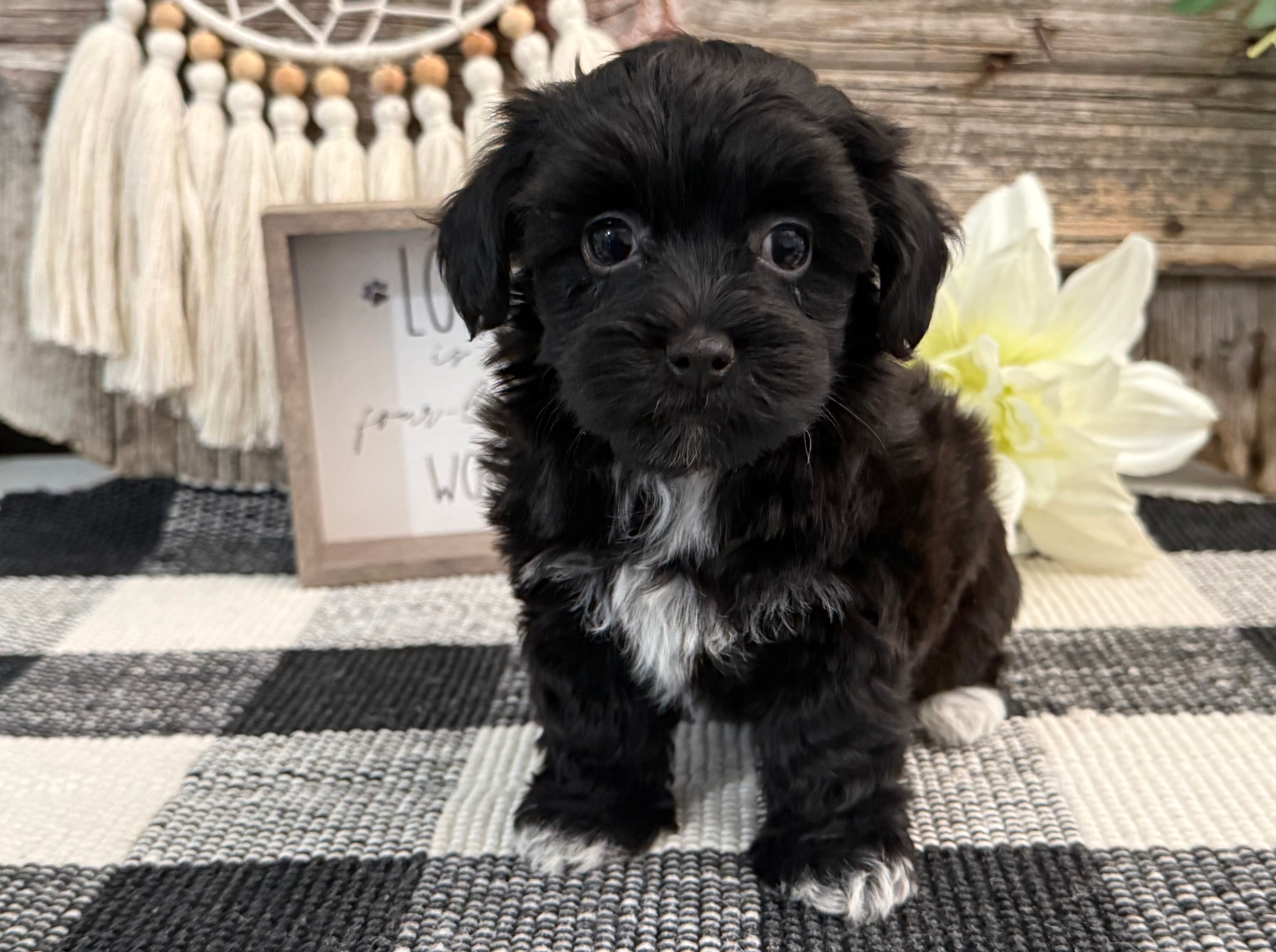 Bronson – Havanese, Poodle - Miniature  puppy for sale in Shipshewana, IN